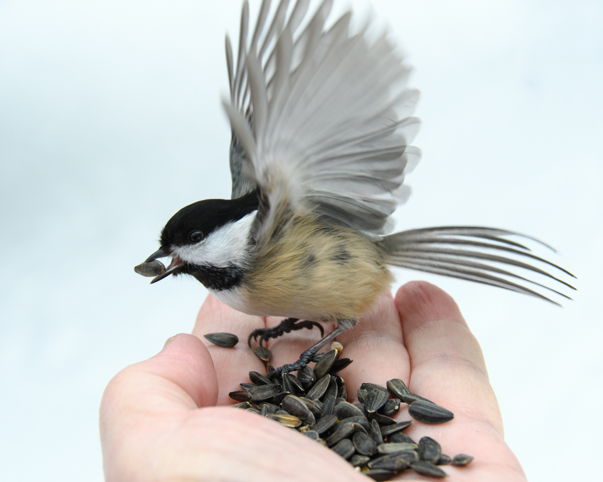 7136~COSP~Bird_In_Hand~Warning~Ken~MFC.jpg