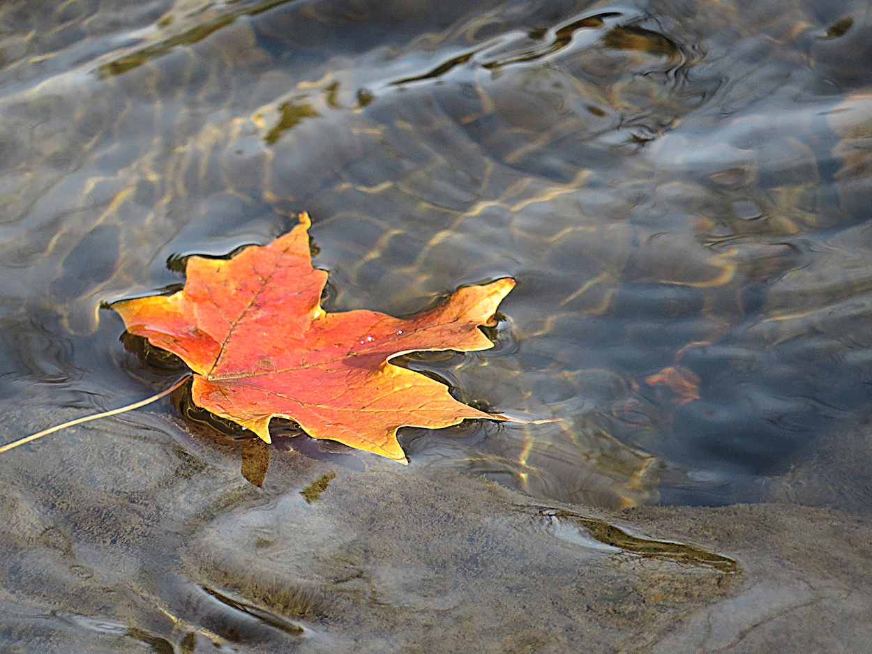 7444~CNP~Floating_Leaf~Schultz~Norman~RCC.jpg