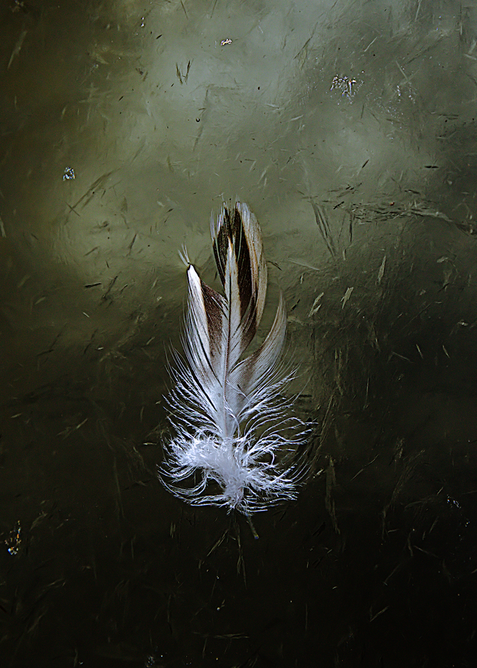 7483~COP~Feather_On_Ice~Schultz~Norman~RCC.jpg
