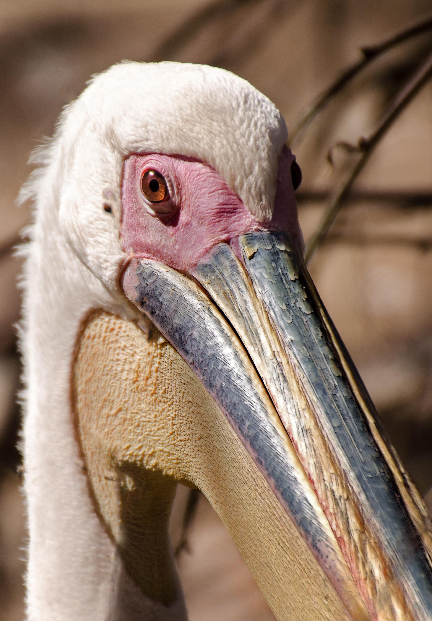 1273~CNP~San_Diego_Pelican~Hasse~John~RET.jpg