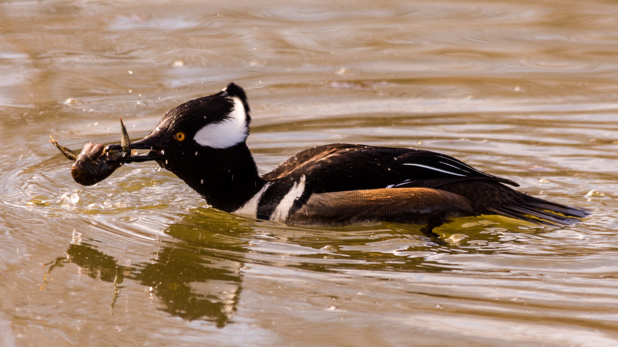 7350~CNP~Lunchtime_For_The_Hooded_Merganser~Scherkenbach~Randy~RET.jpg