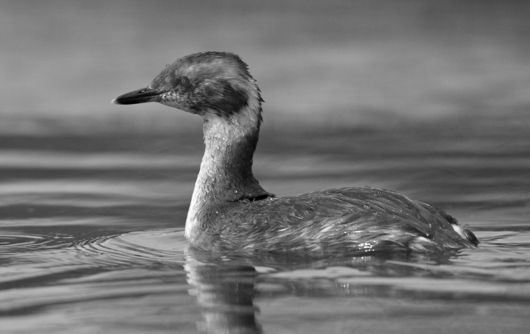 2437~MNP~Horned_Grebe_Beauty~Edlhuber~Jim~RET.jpg