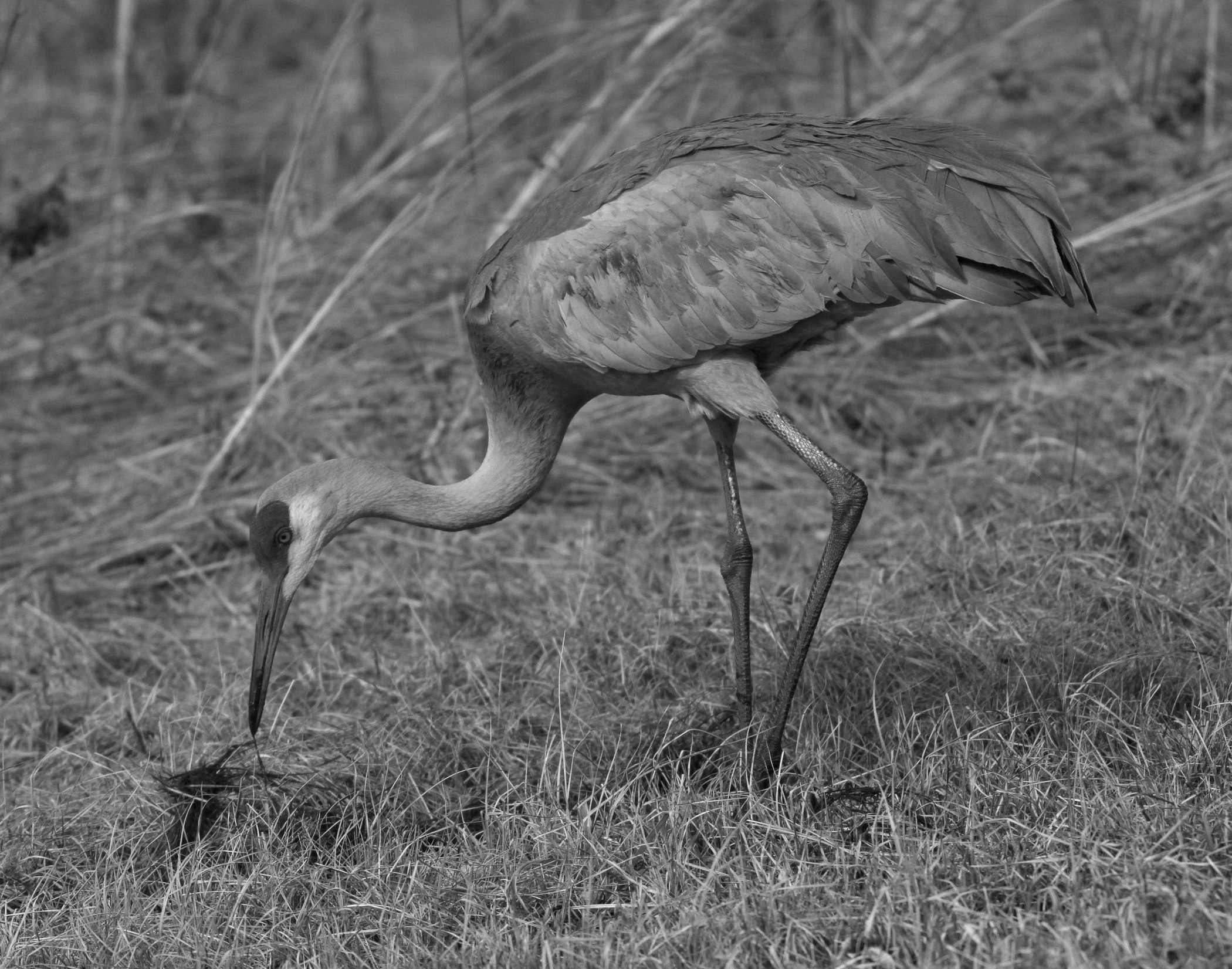 3863~MNP~Sandhill_Crane_In_The_Field~Edlhuber~Jim~RET.jpg
