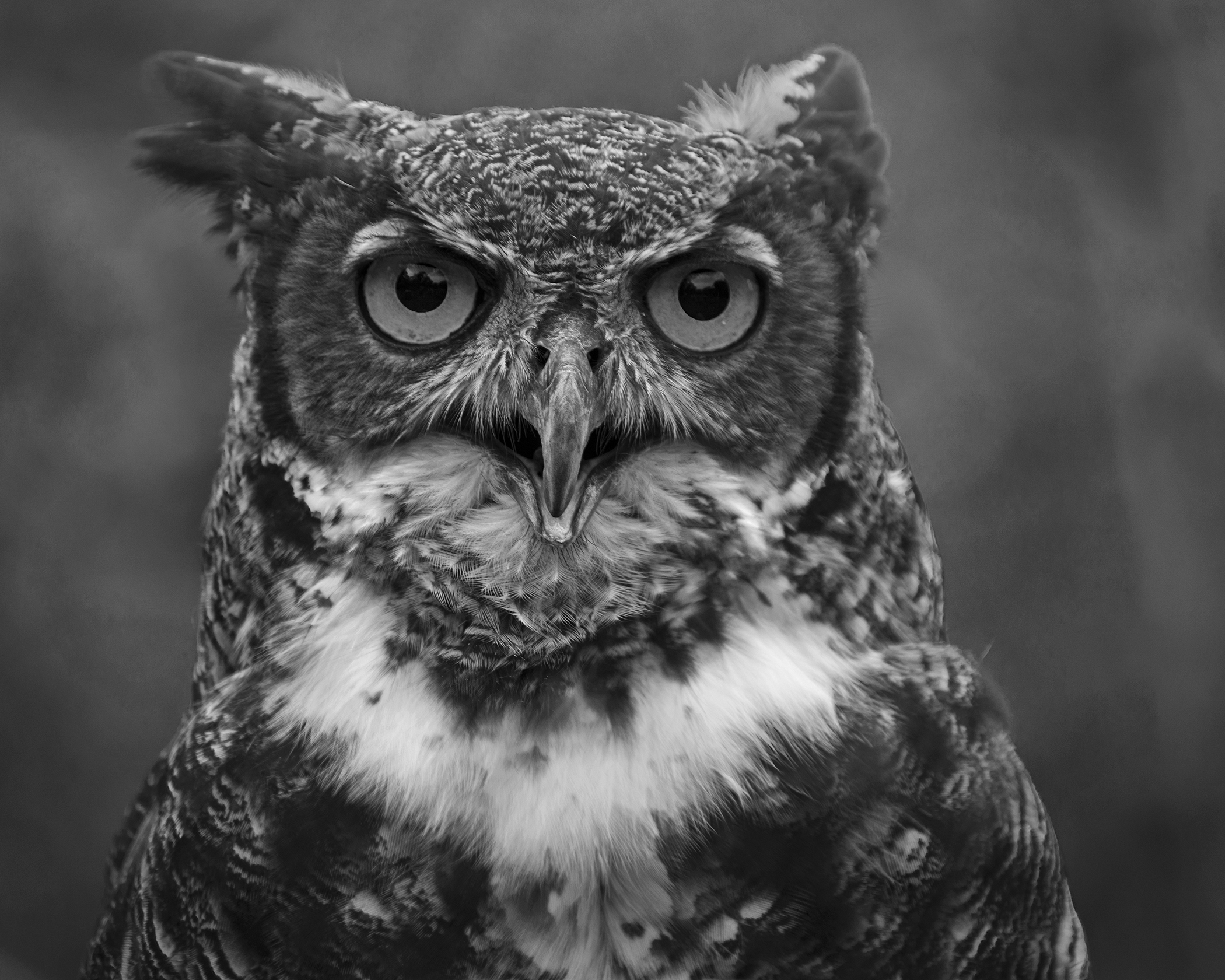 4359~MNP~Great_Horned_Owl~Wilson~Milton~RET.jpg