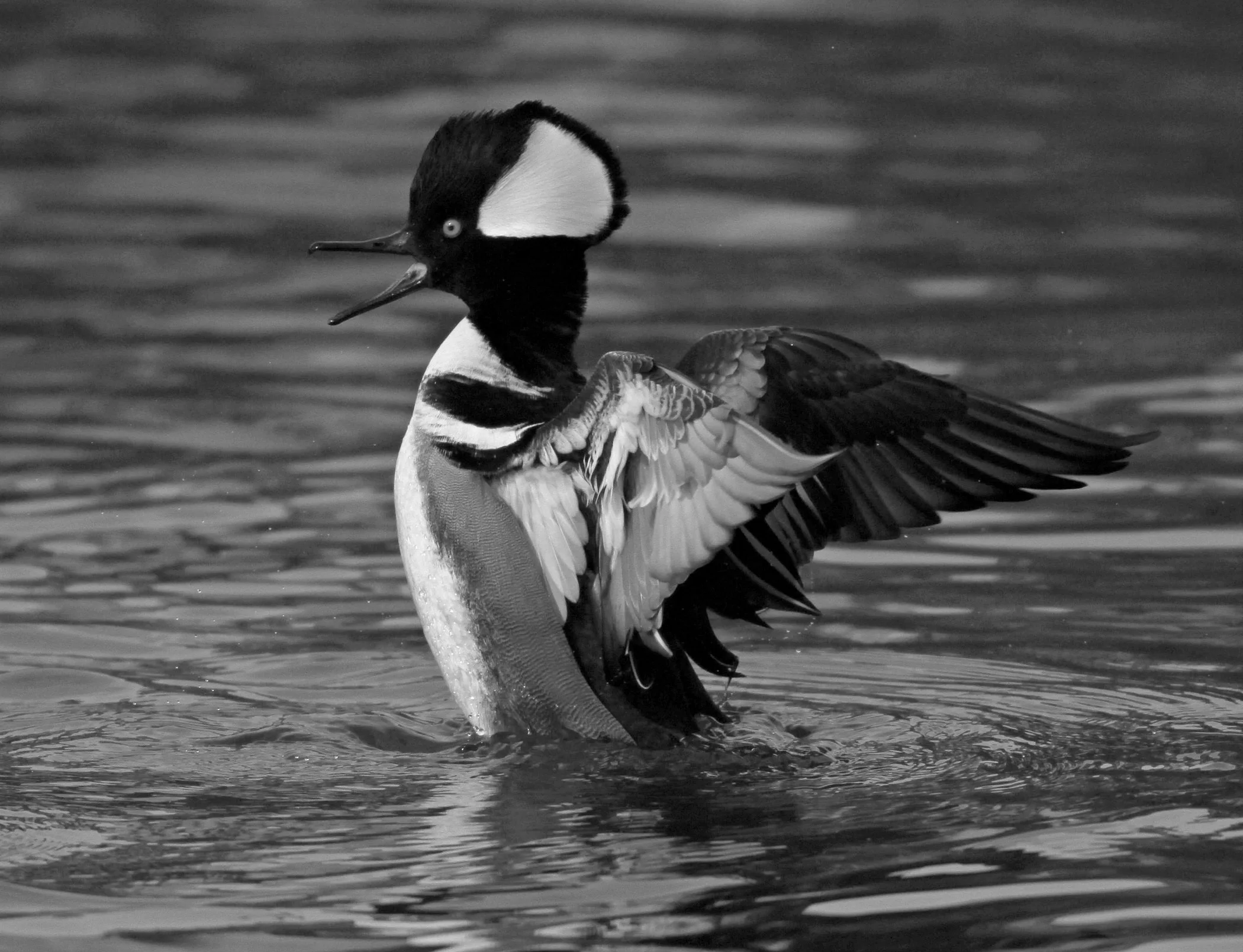 8689~MNP~The_Stretching_Hooded_Merganser~Edlhuber~Jim~RET.jpg