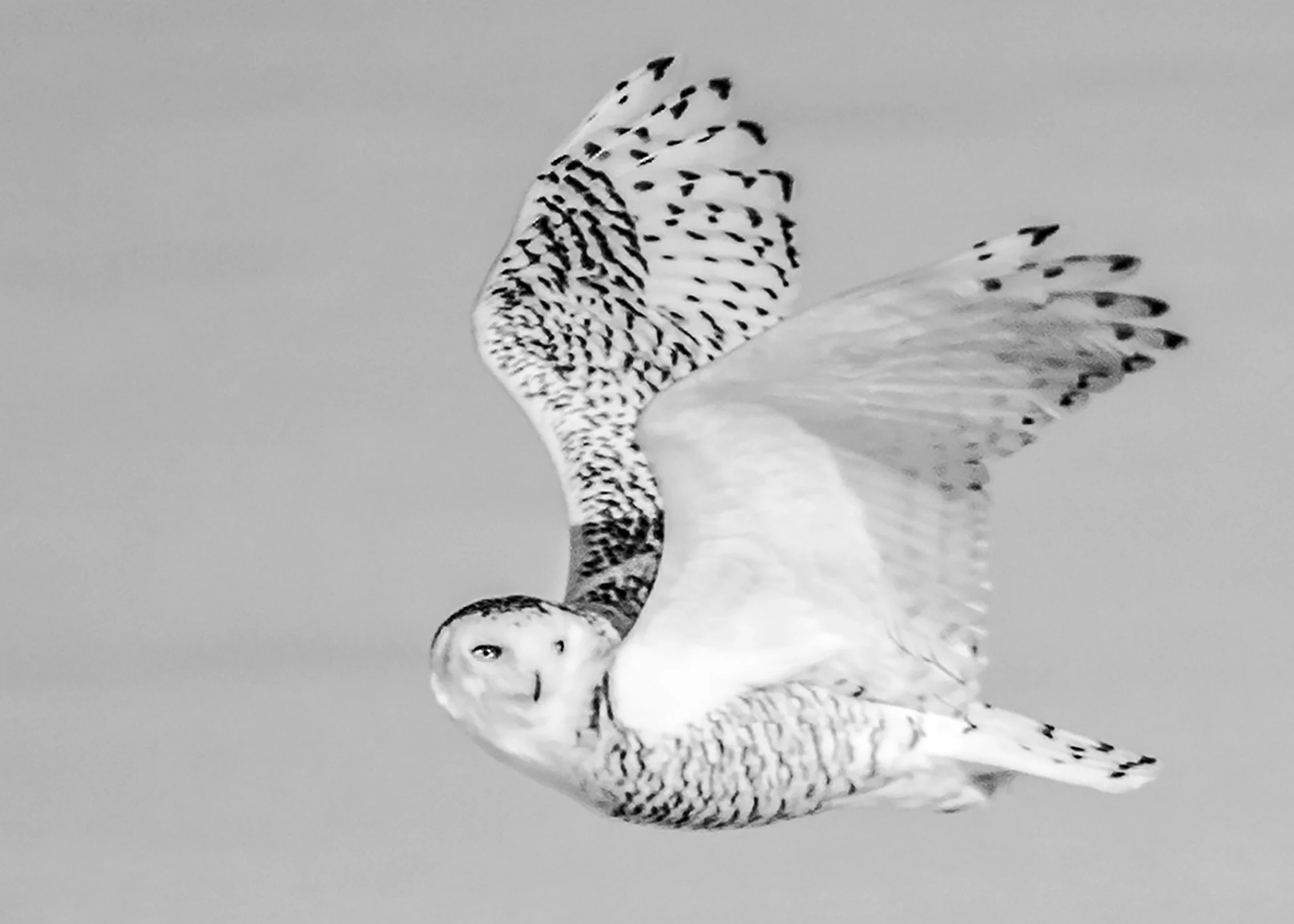 4574~MNP~SNOWY_AT_FREEDOM_XXV~Laehn~Geri~WNC.jpg