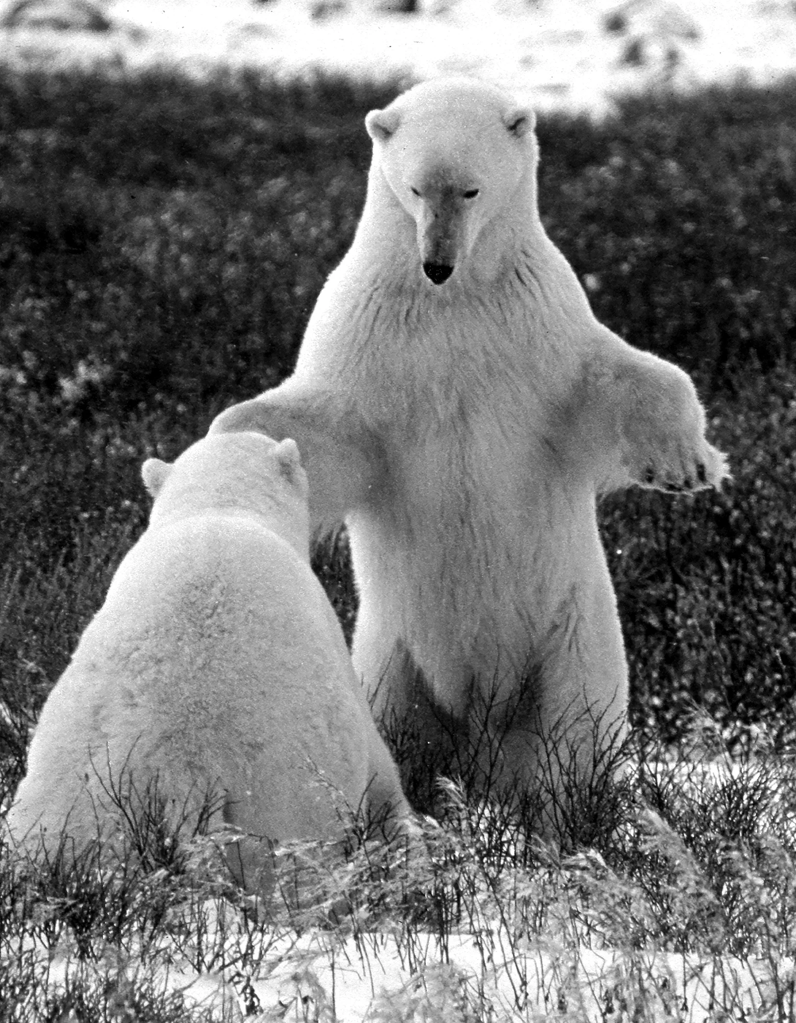 1109~MNP~POLAR_BEARS_SPARING_XXI~Laehn~Geri~WNC.jpg