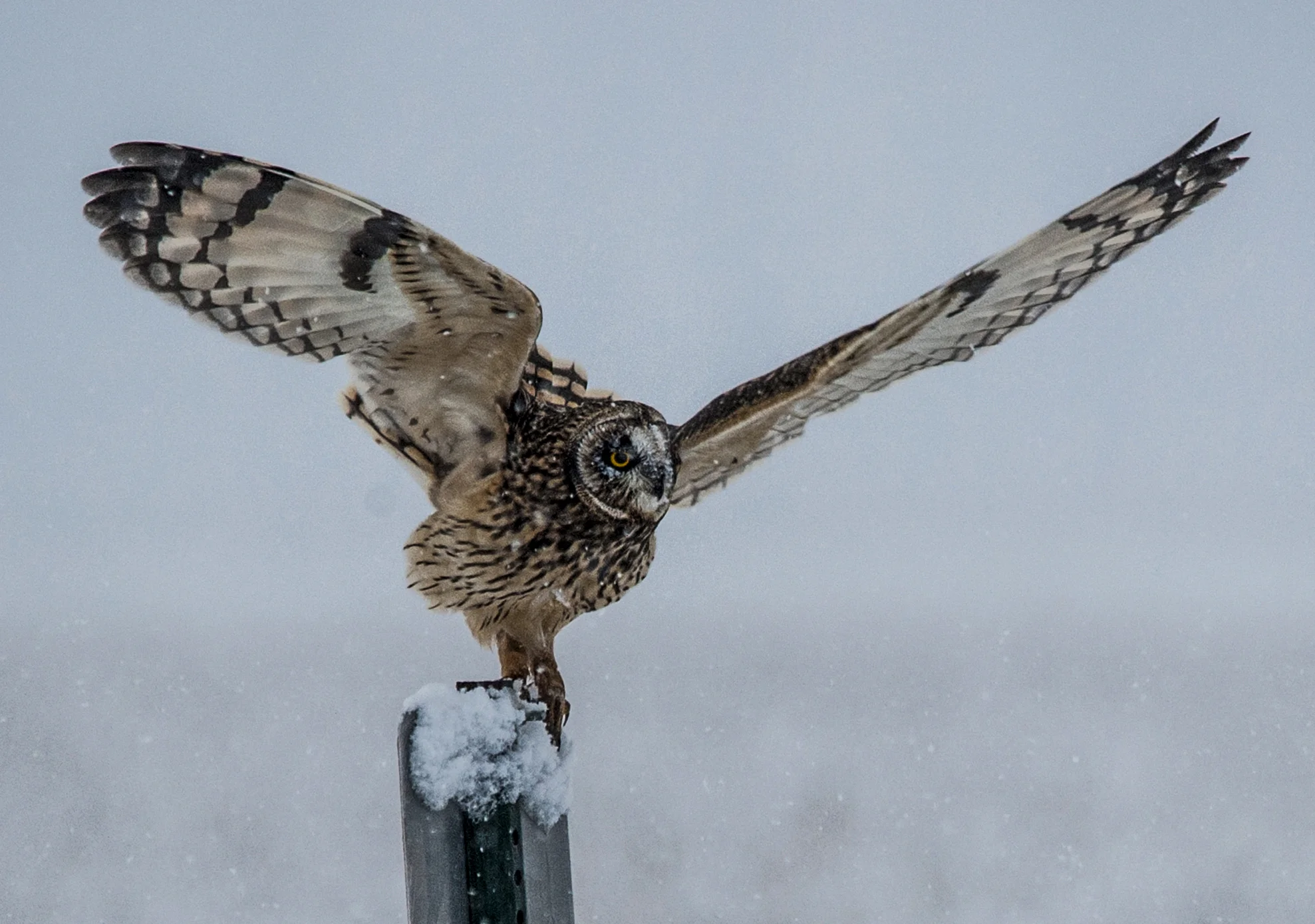 9538~COP~SHORT_EAR_OWL_AT_KILLSNAKE~Laehn~Geri~WNC.jpg