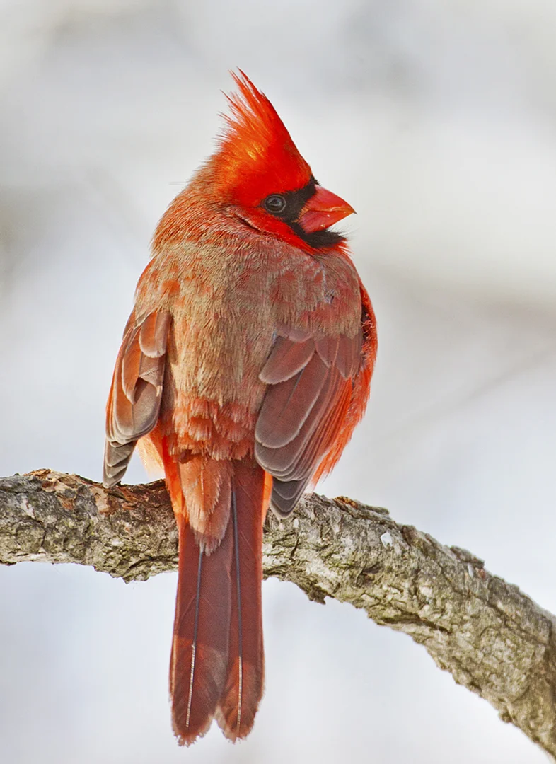 4608~OLP~Cardinal_In_February~Emmerich Jr~Gerald H~IMC.jpg