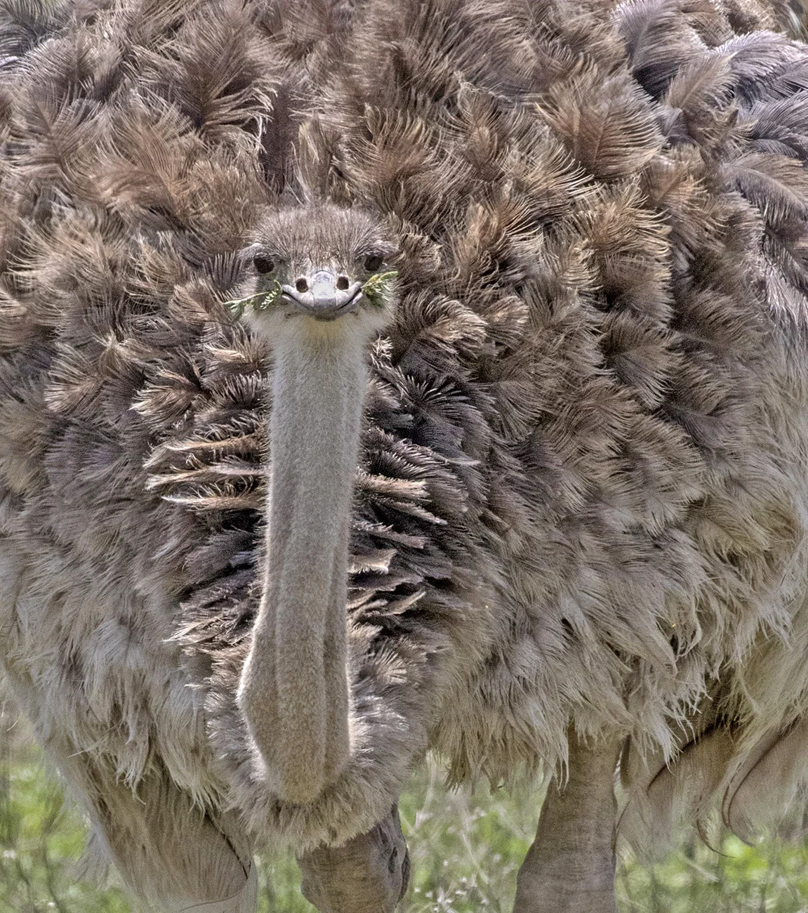 5012~CNSP~Female_Ostrich_Mouth_Full~Emmerich Jr~Gerald H~IMC.jpg