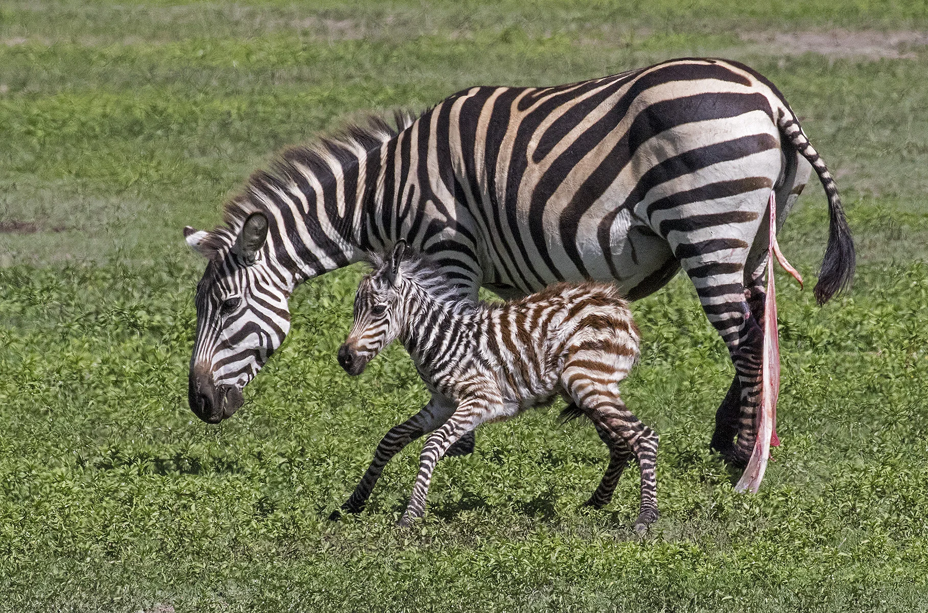 5710~CNSP~Newborn_Zebra~Emmerich Jr~Gerald H~IMC.jpg