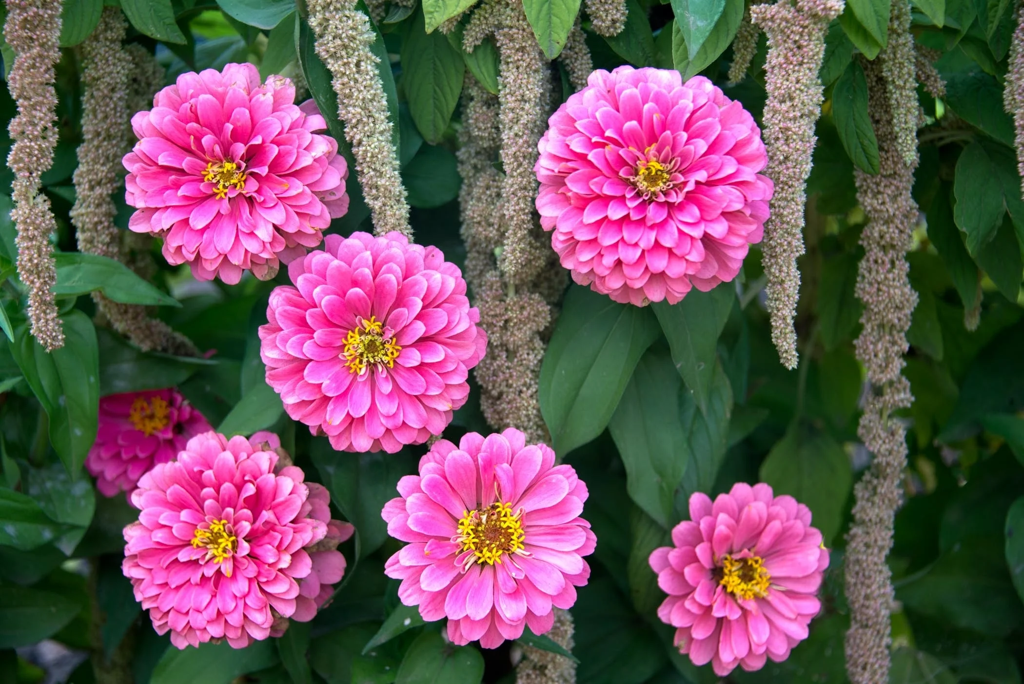 COP~Amaranth and Zinnia~Phyllis Bankier