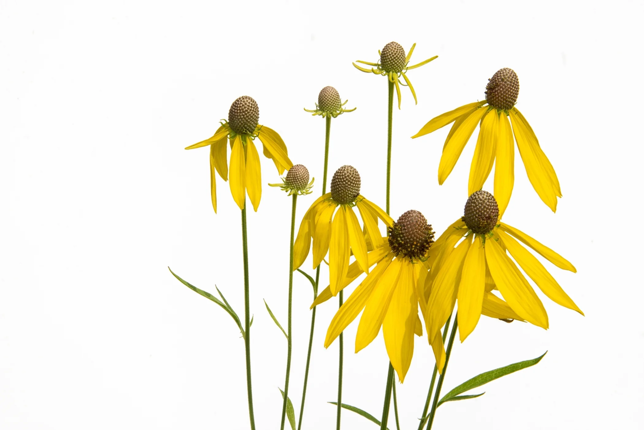 COP~Yellow Coneflowers~Phyllis Bankier