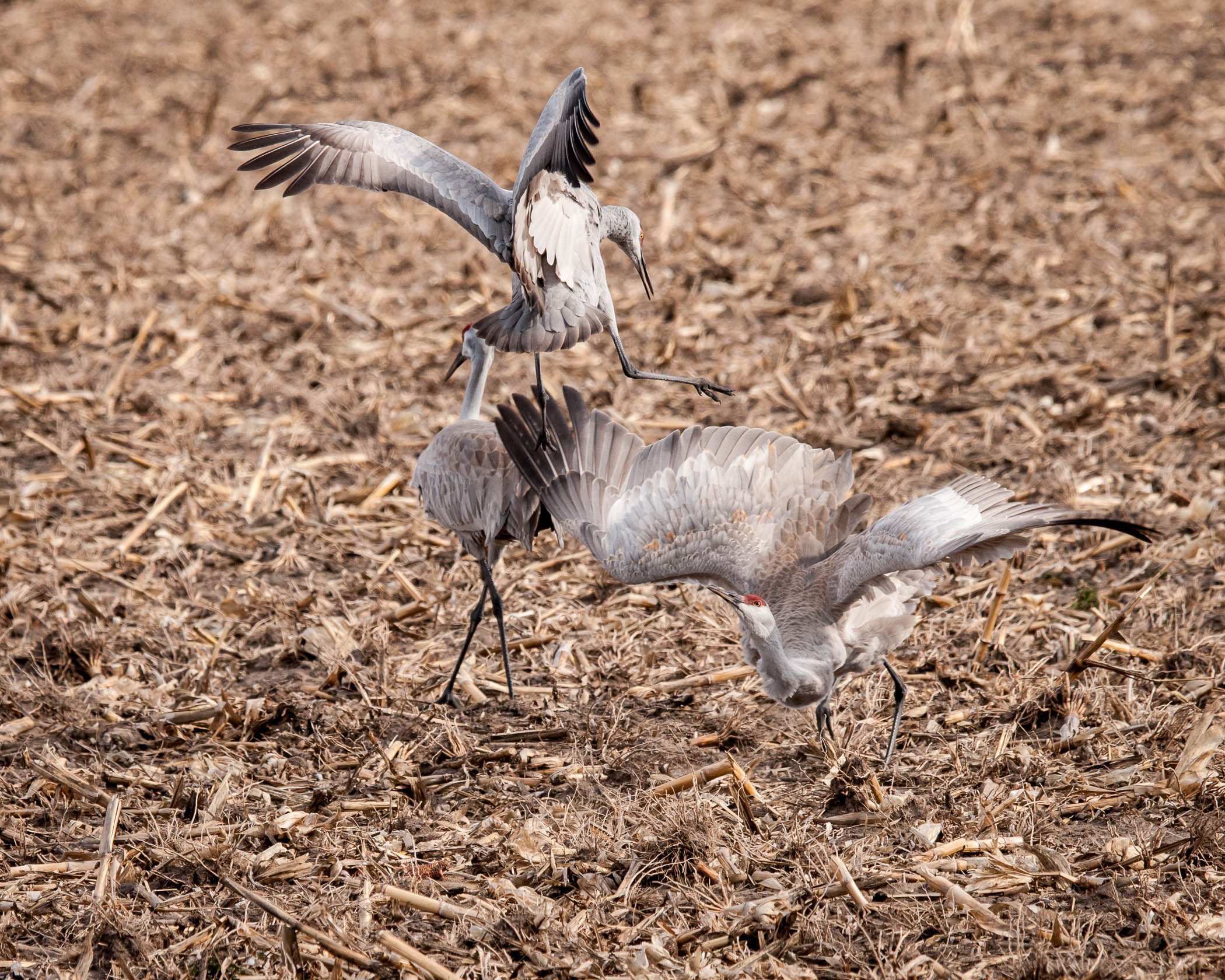 Sandhill Dance - Jim Biereza