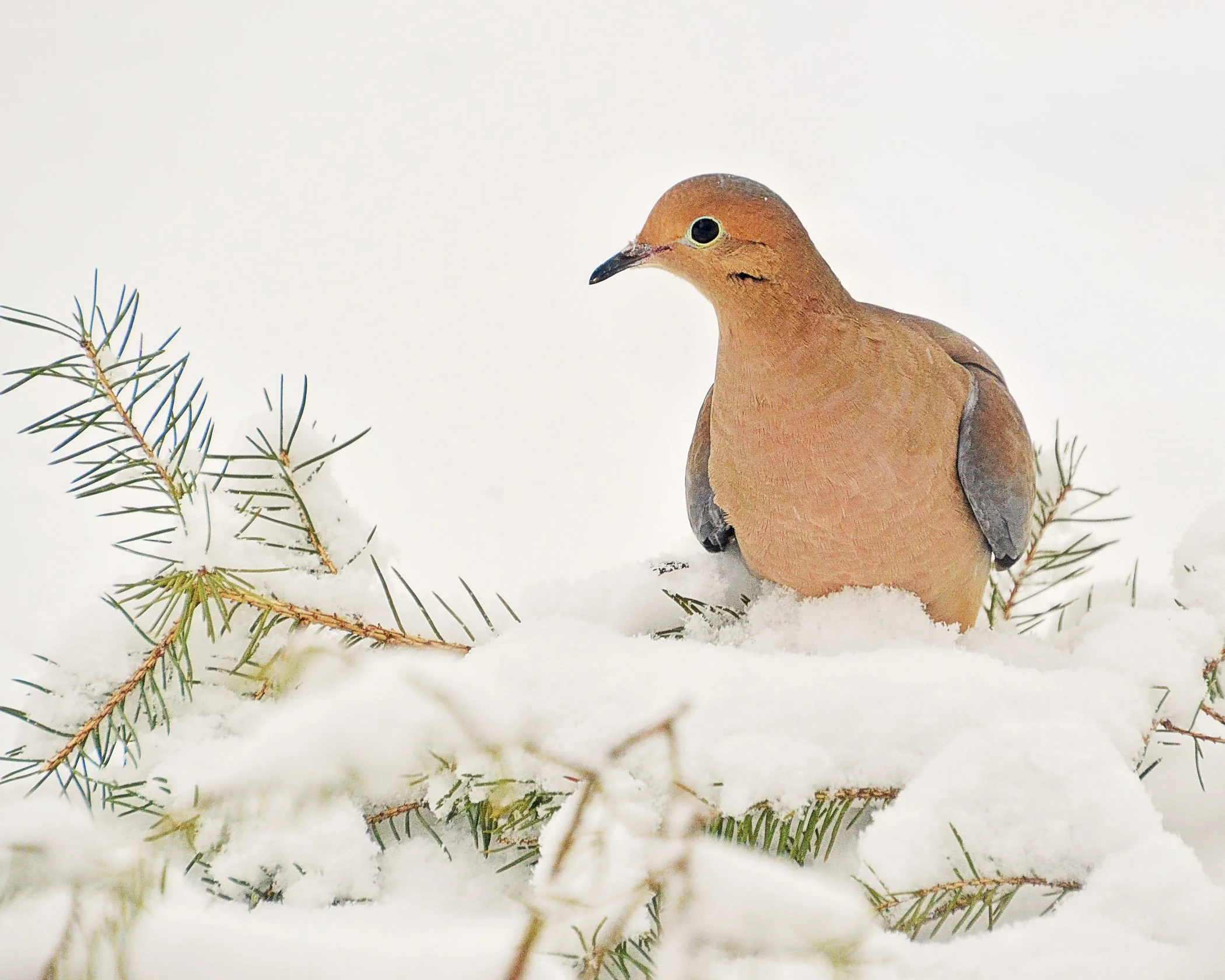 Curious Dove - Laurie Painter