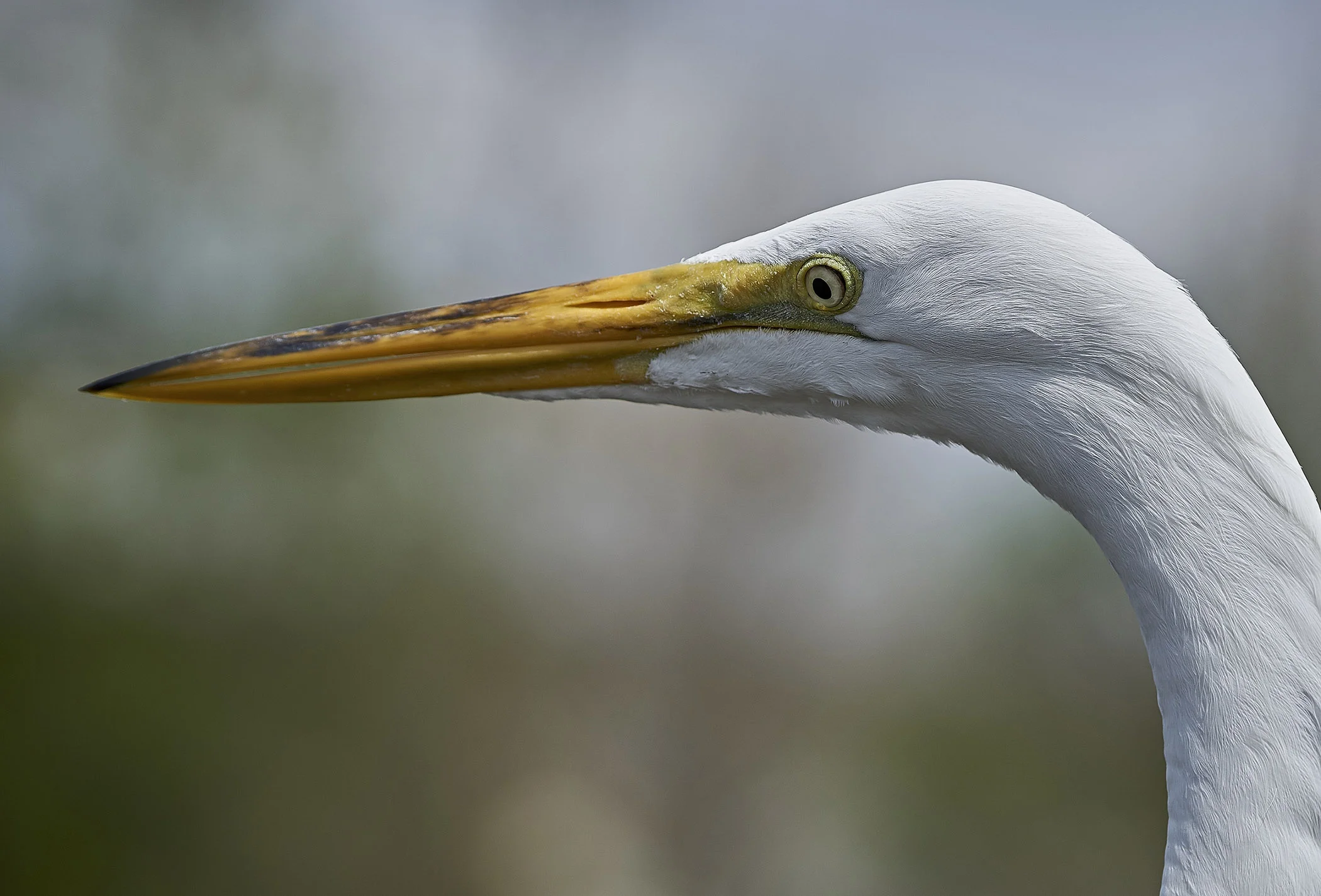 Egret Profile - RJ Crocker