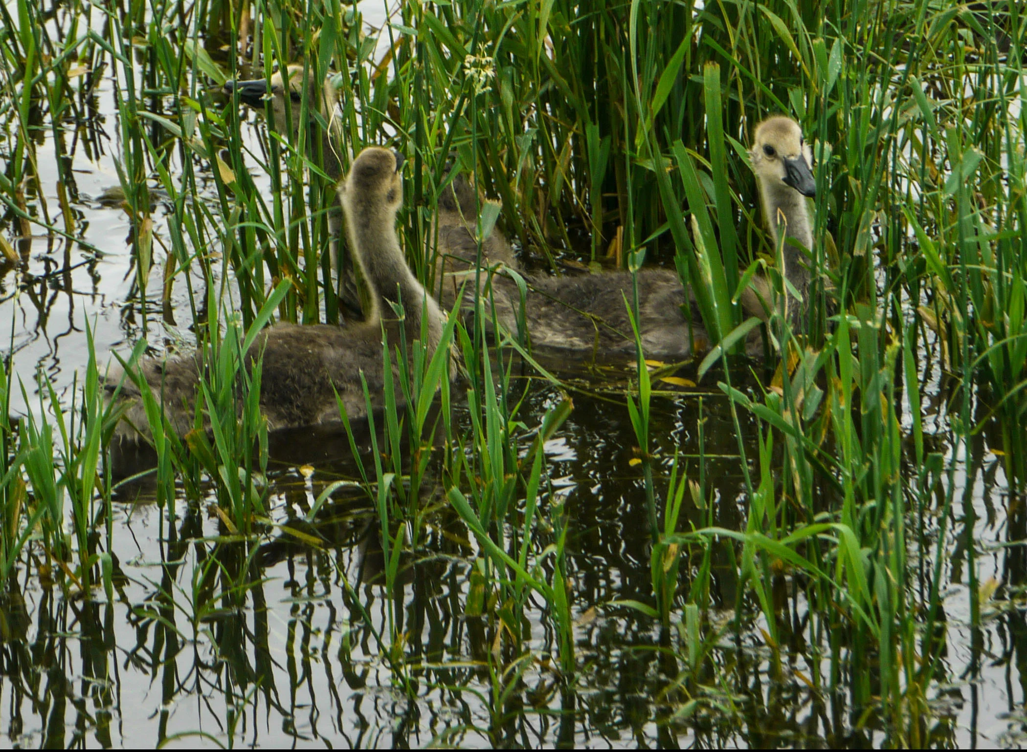 Hiding in the Reeds - Roger Swacker