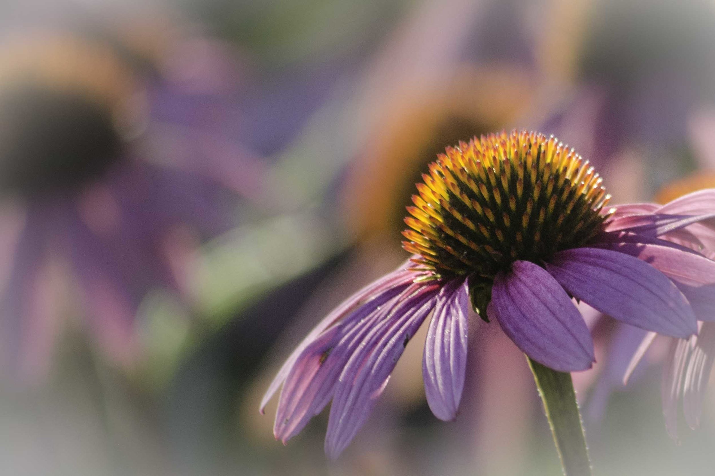 Praire Coneflower