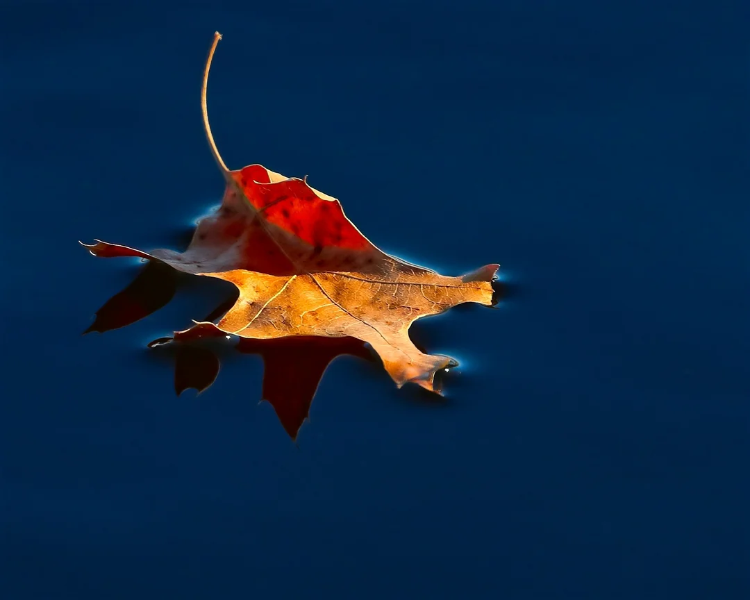 Leaf on Water - Marty Welter