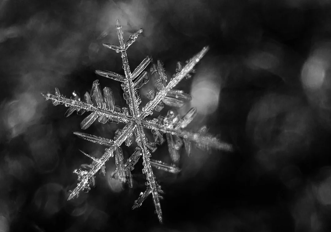 Snowflake - Ray Wery