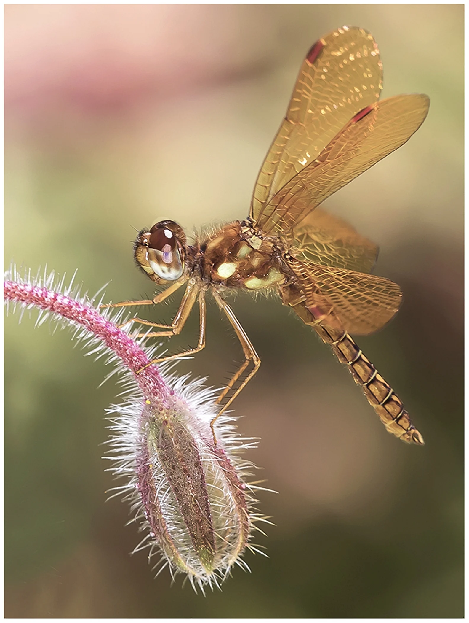 Best of Show Project Image ~Eastern Amberwing Male~Kurt Huebner~Retzer Nature Center