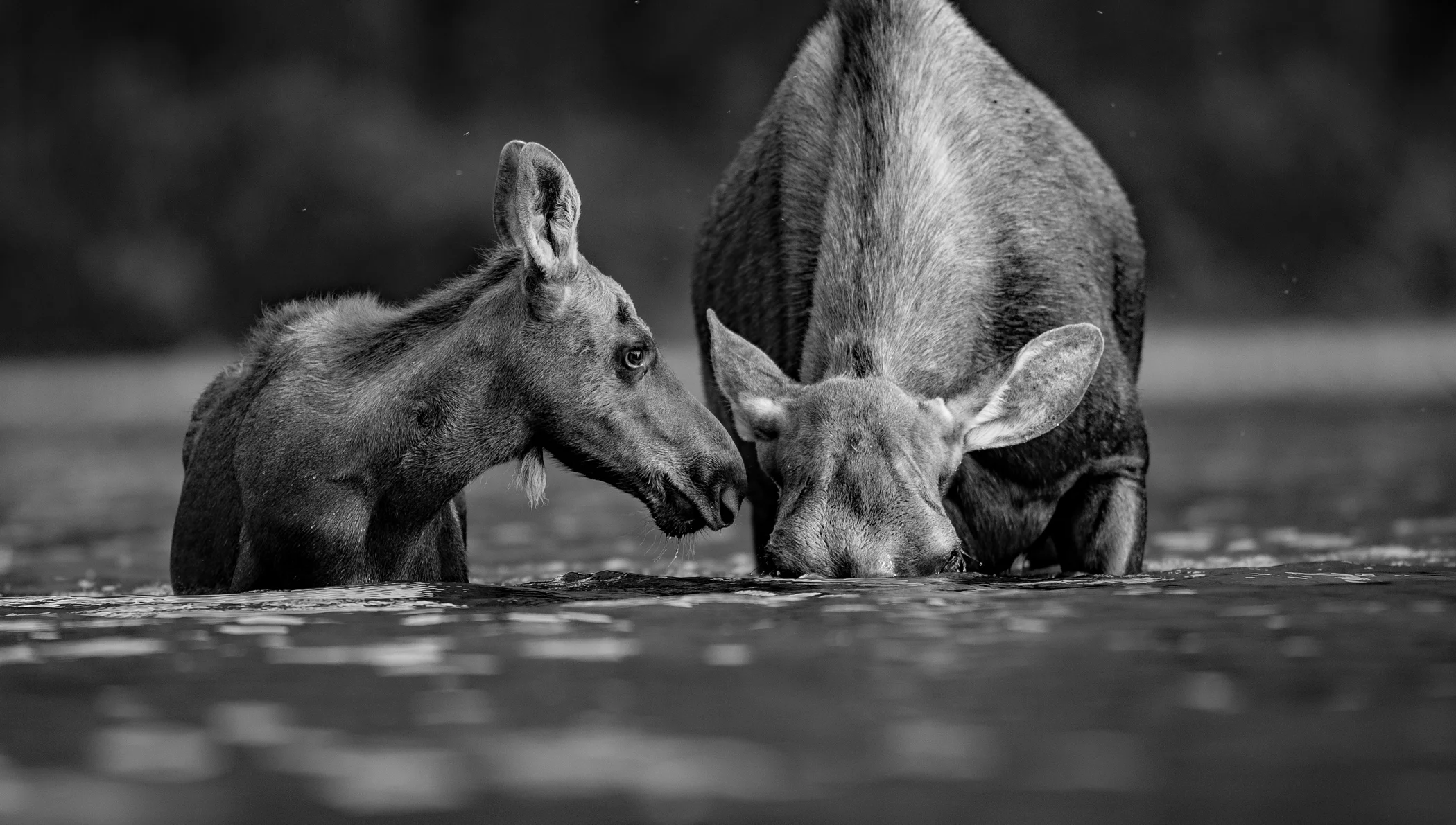 2nd place - Camera Shy~Larry Janssen - Fox Valley