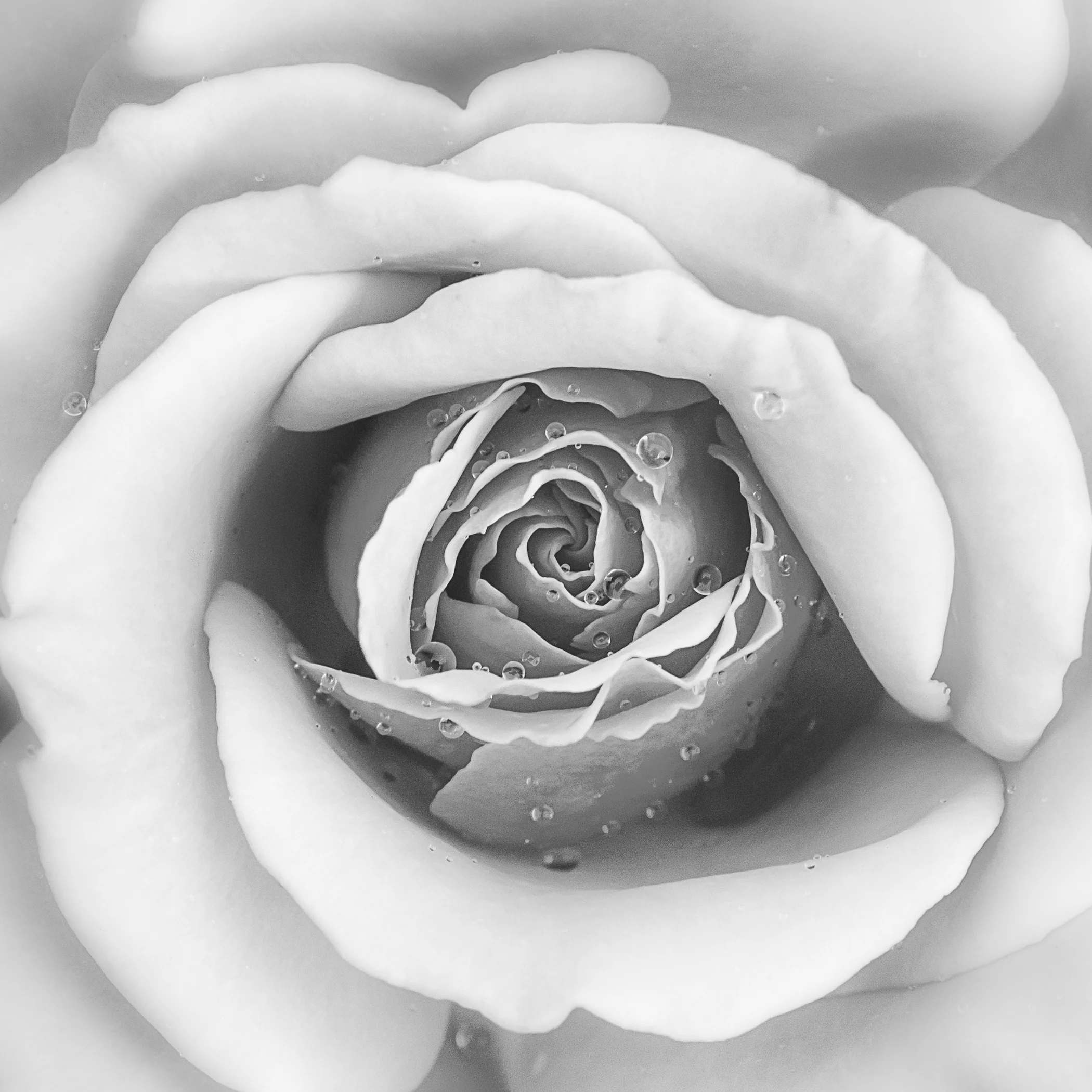 2nd place - Dewy Rose~Linda Springer -Fox Valley