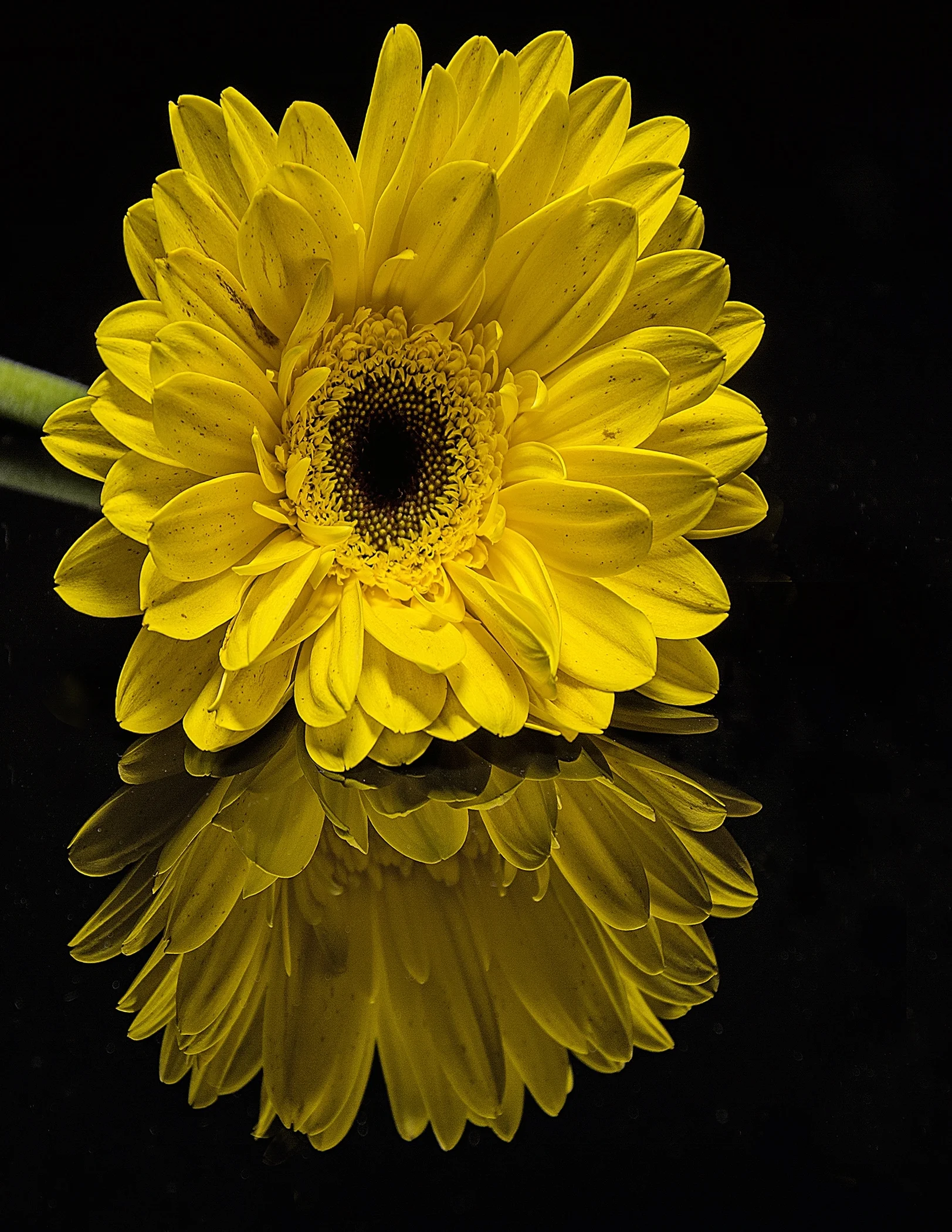 3rd place - Flower Reflection~Milton Wilson - Retzer Nature Center