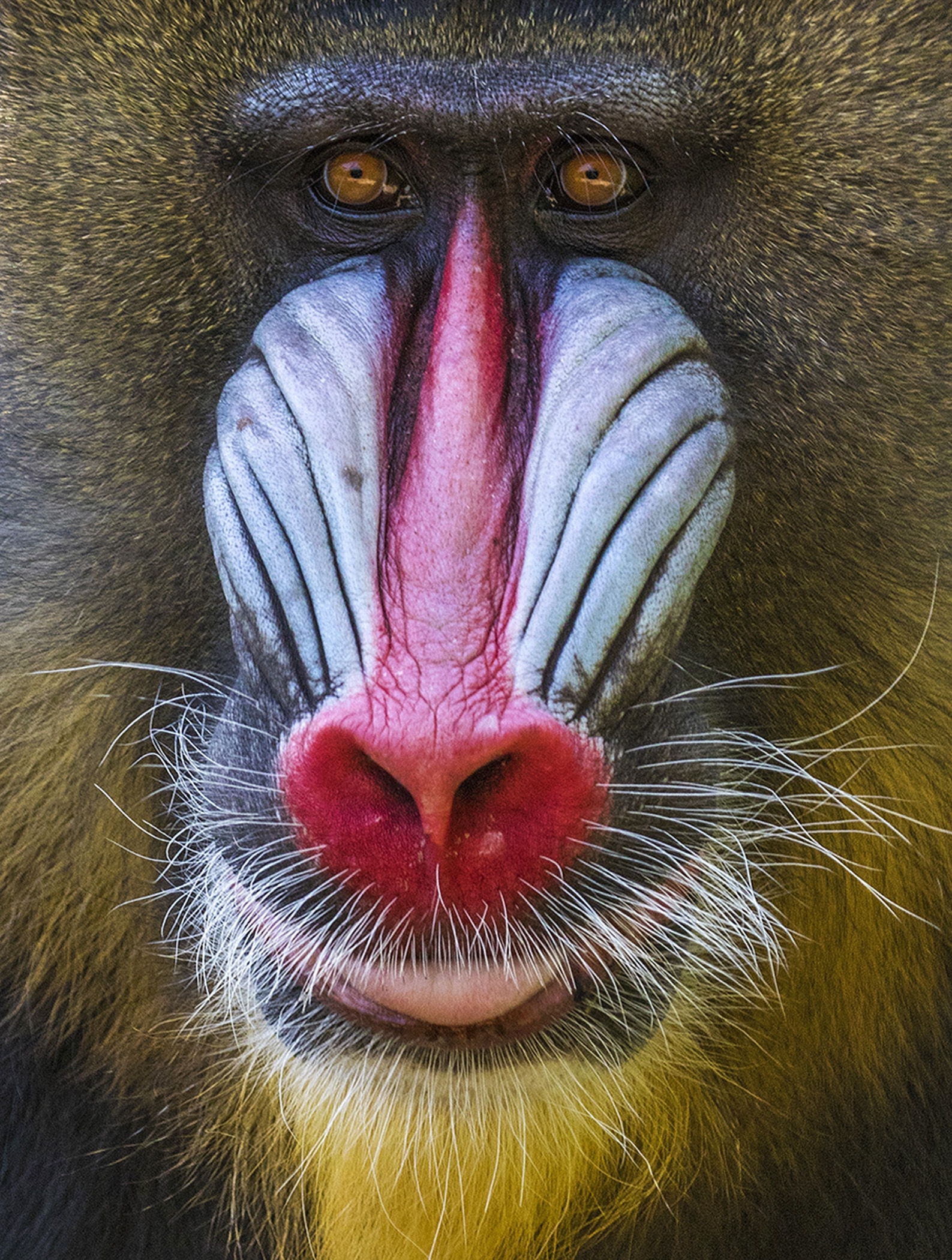 1st place - Mandrill in Denver Zoo~Gerald Emmerich, Jr. - Image Makers