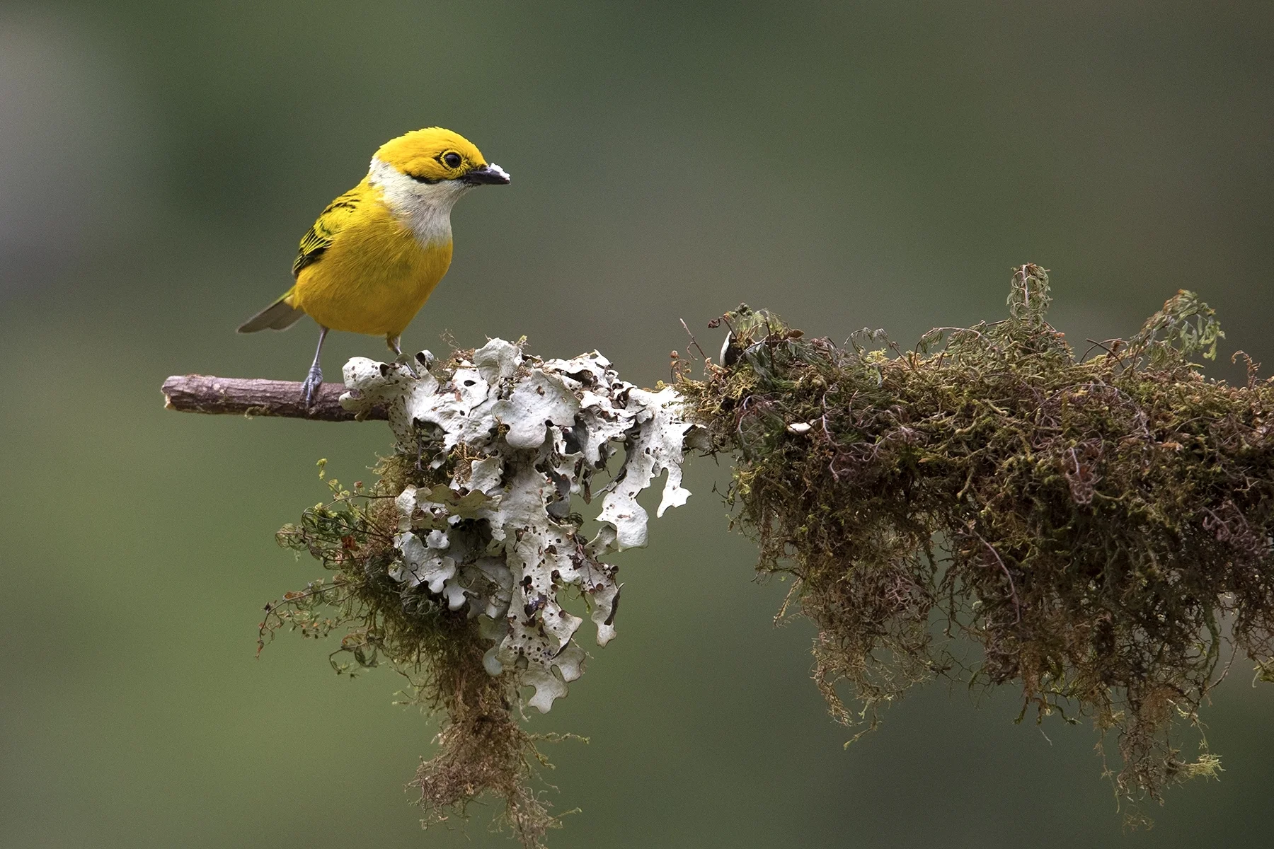 2nd place - Silver Throated Tanager~Jill Newton Moore - Wehr Nature Center