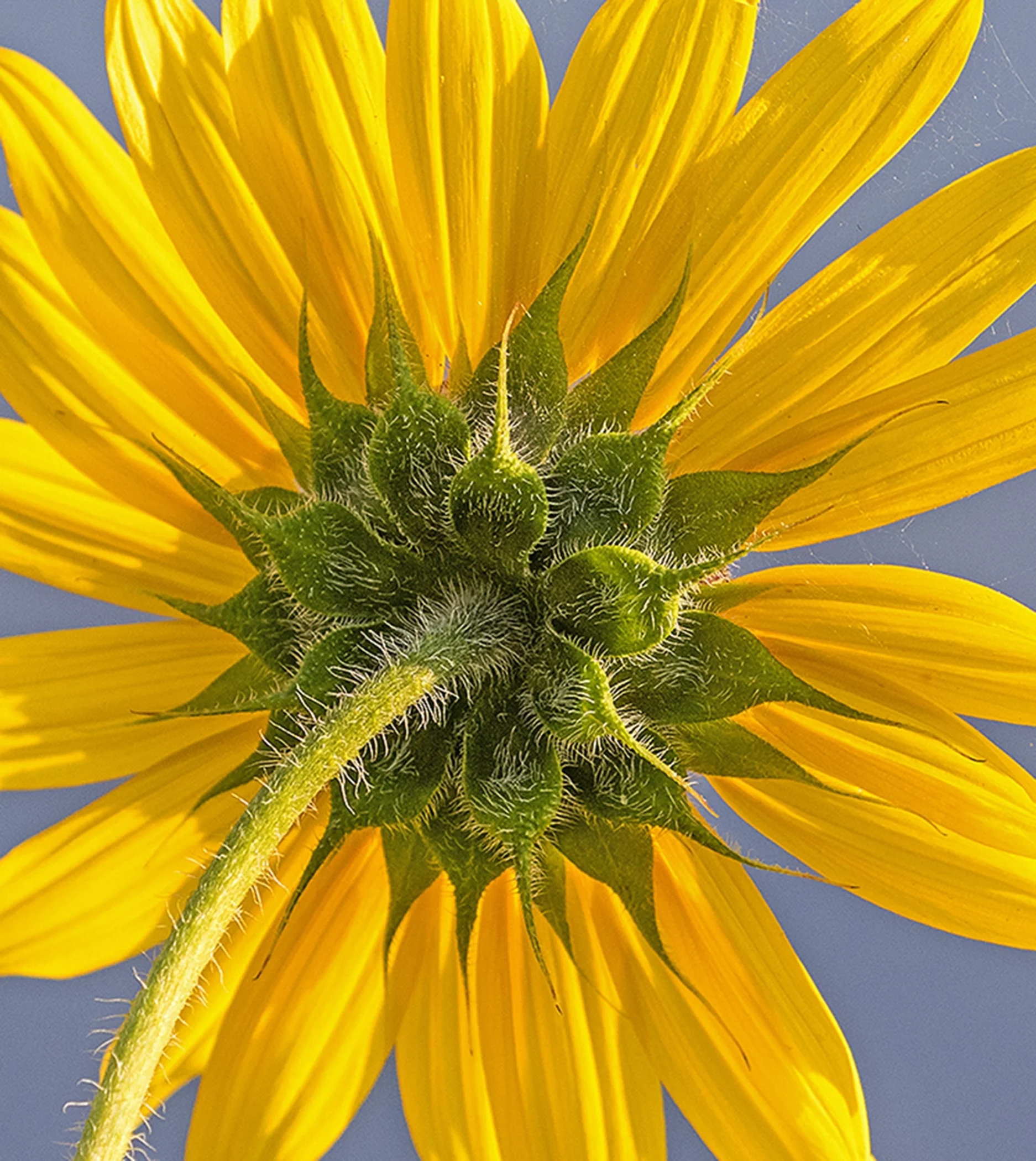2nd place - Sunflower at Walden~Gerald Emmerich, Jr. - Image Makers
