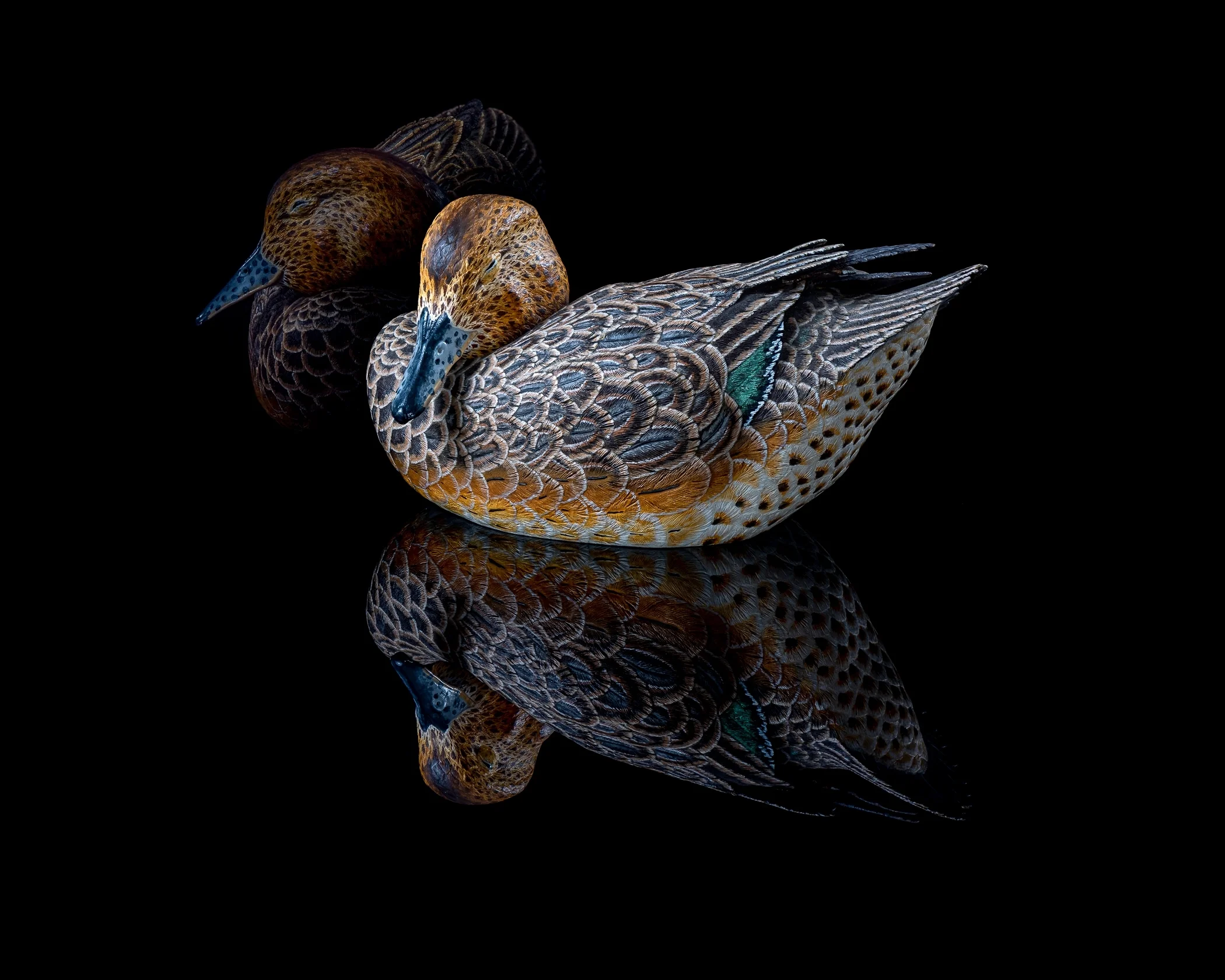 1st place - Green Winged Teal Hen~Robert Hempeck - Unlimited Vision