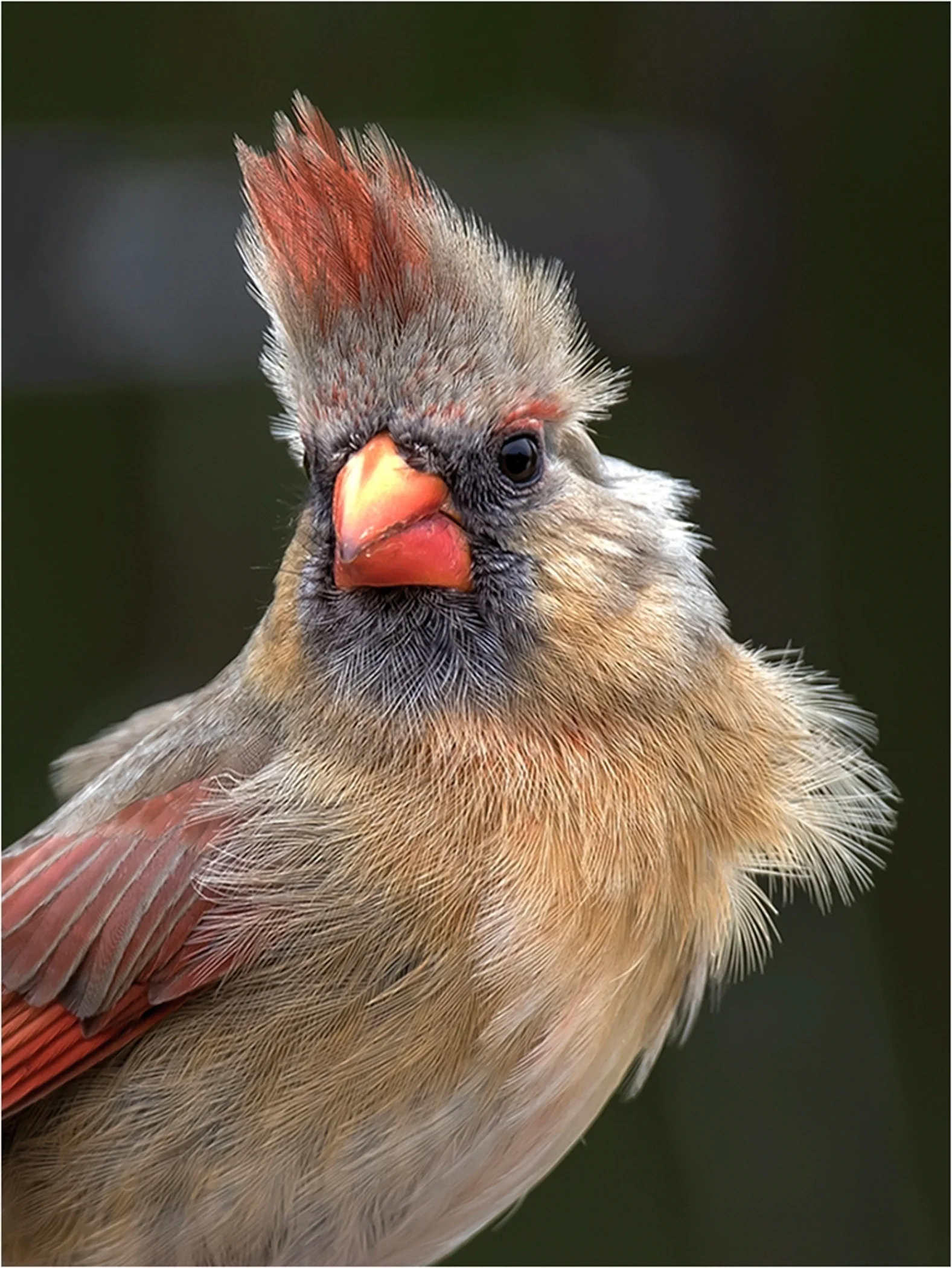 1st Place - Cardinal Bad Hair Day~Kurt Huebner