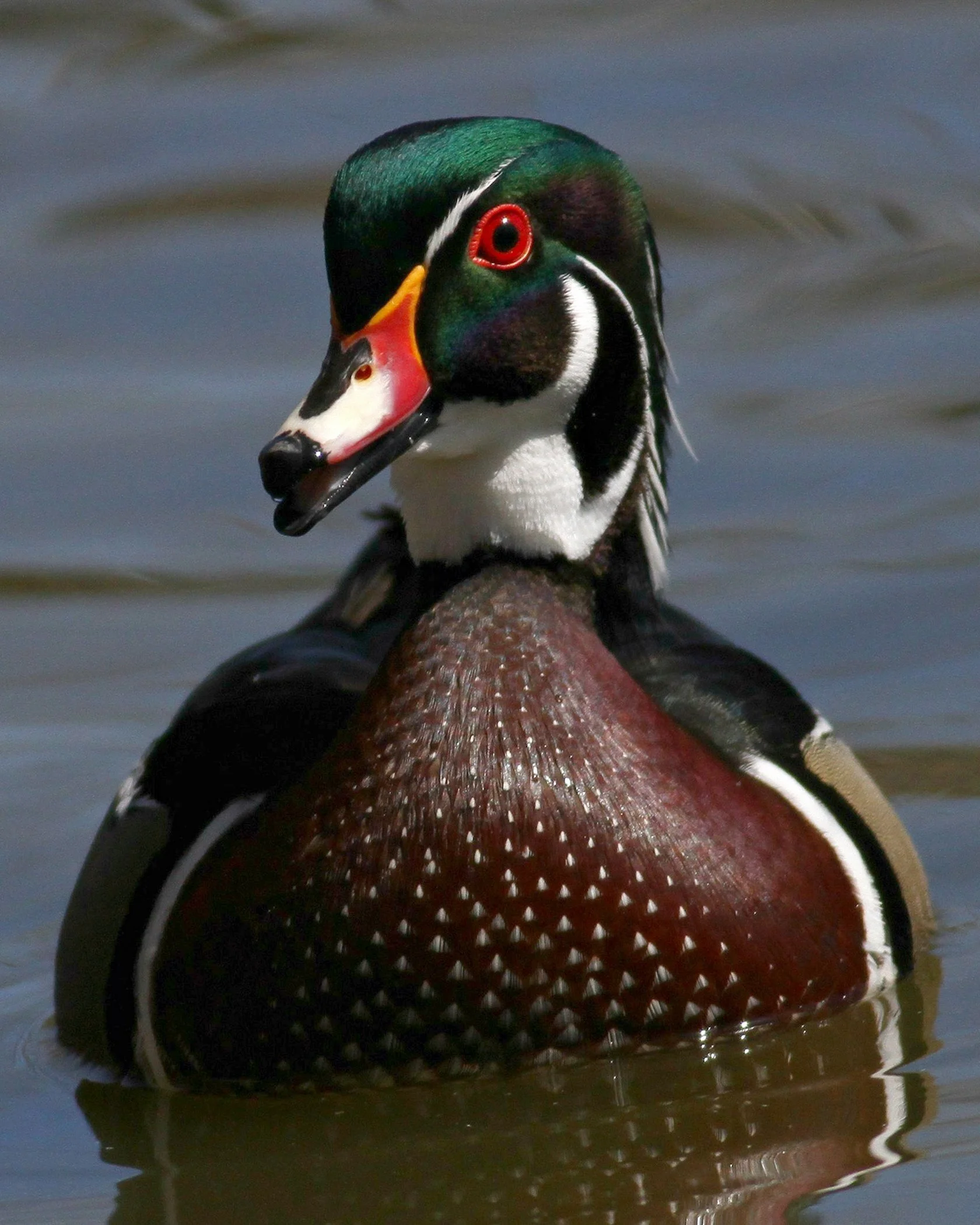 3rd Place ~Wood Duck Coming~Jim Edlhuber