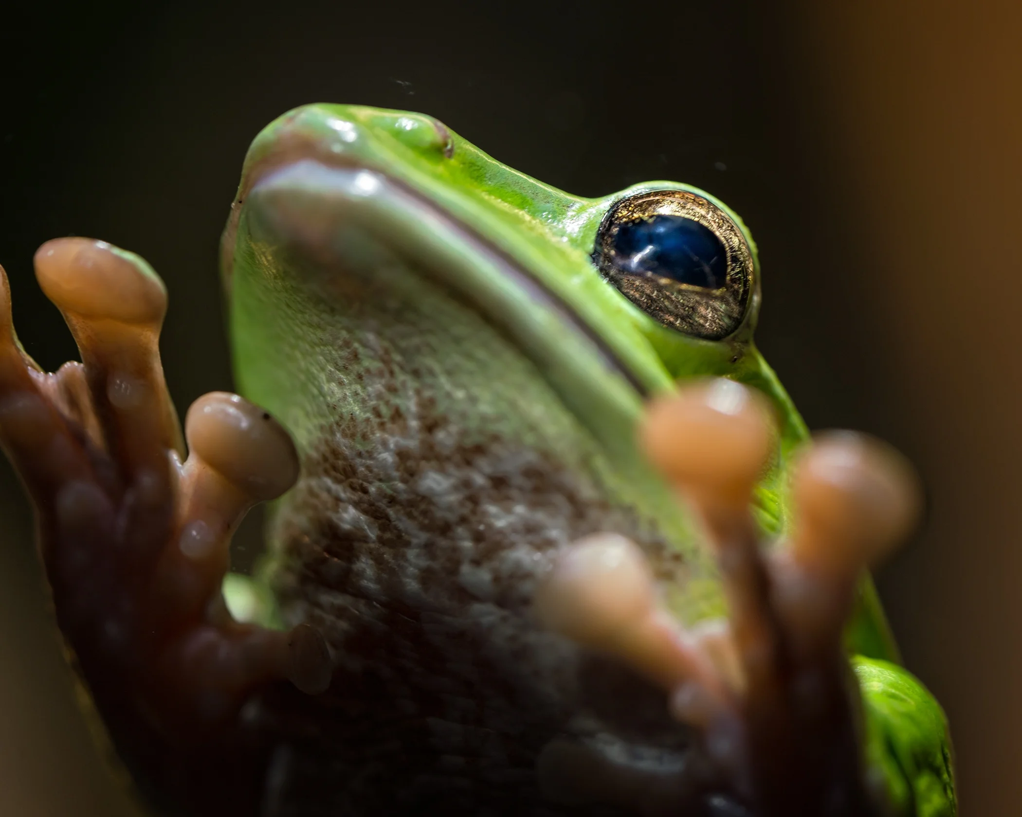 3rd Place~Frog Walker~Jim Kurovsky