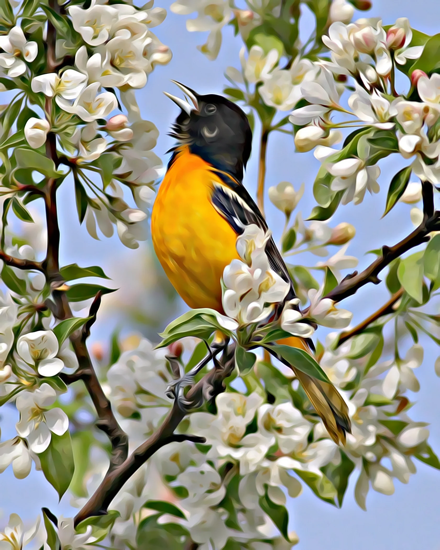 2nd Place~Oriole Beauty~Jim Edlhuber