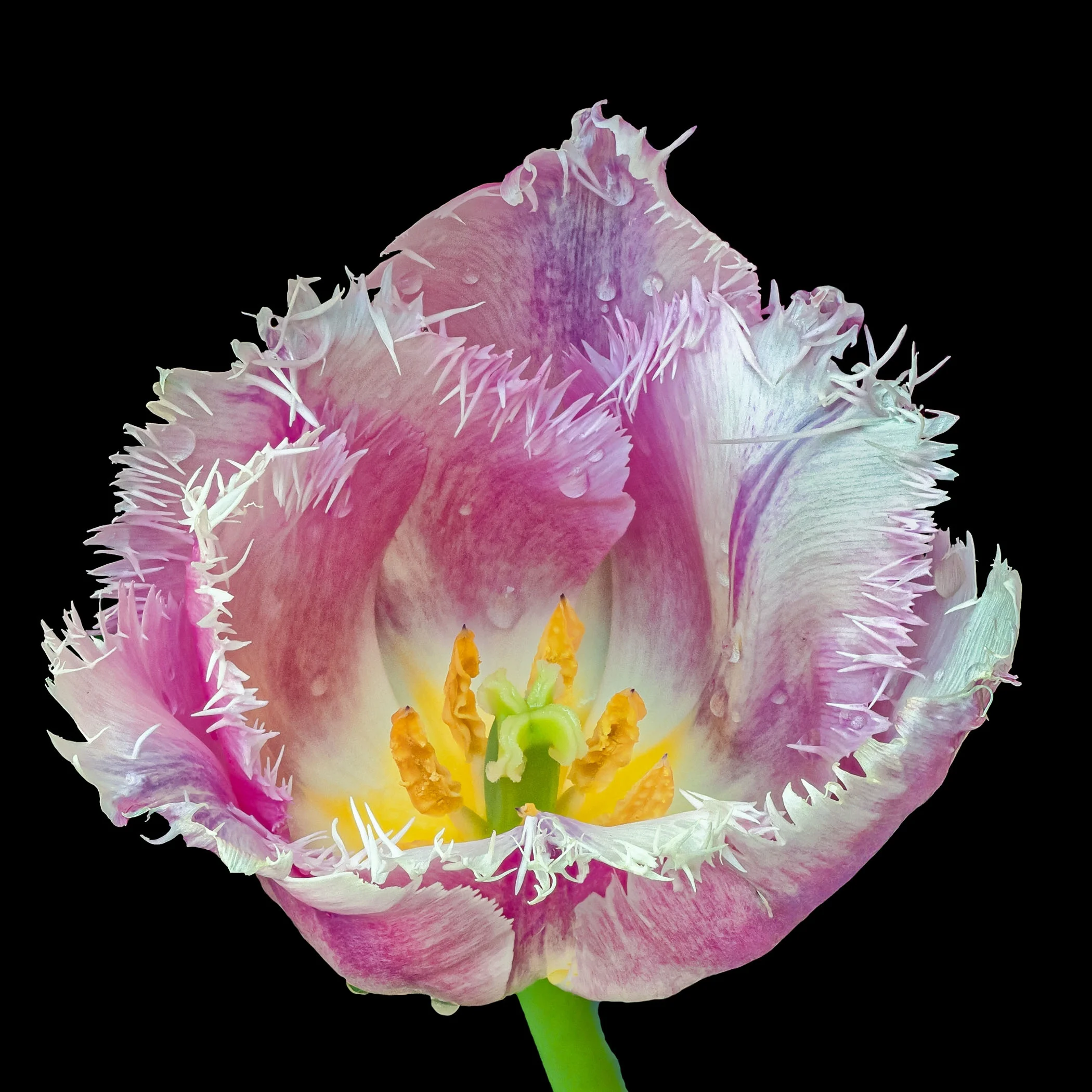 3rd Place~A Tulip (10178449)~Jerry Clish