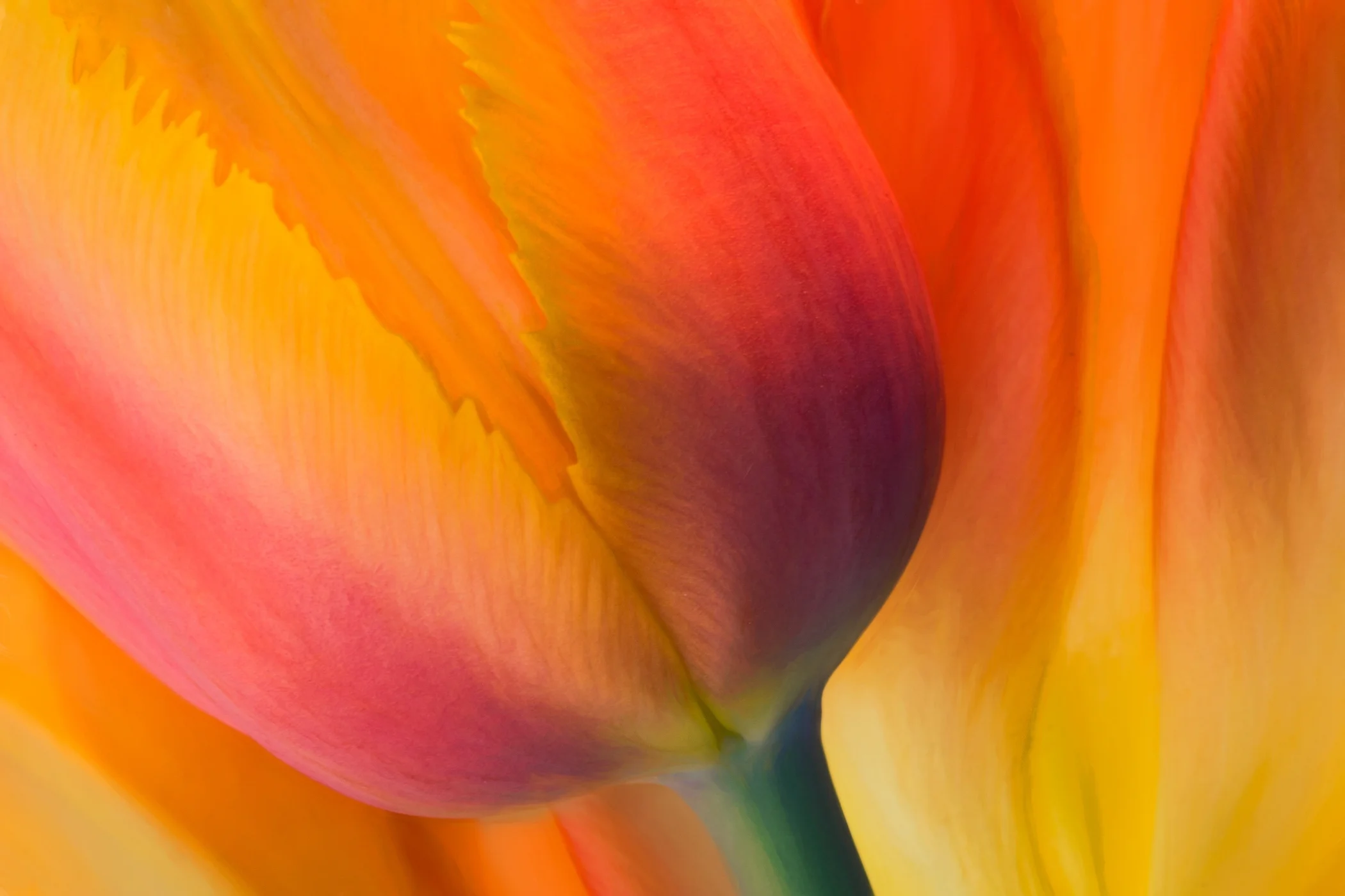 2nd Place~Flaming Tulips~Jane Hirst