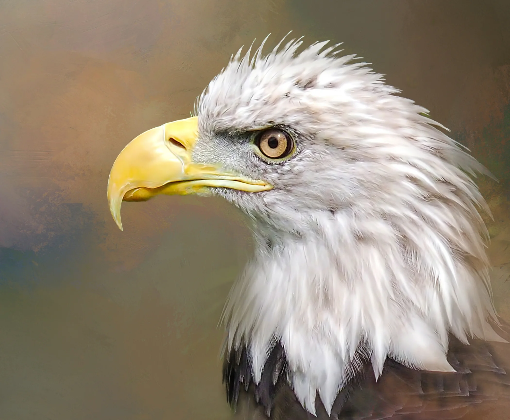 OLP~Bald Eagle~Jessie Buchholz.jpg