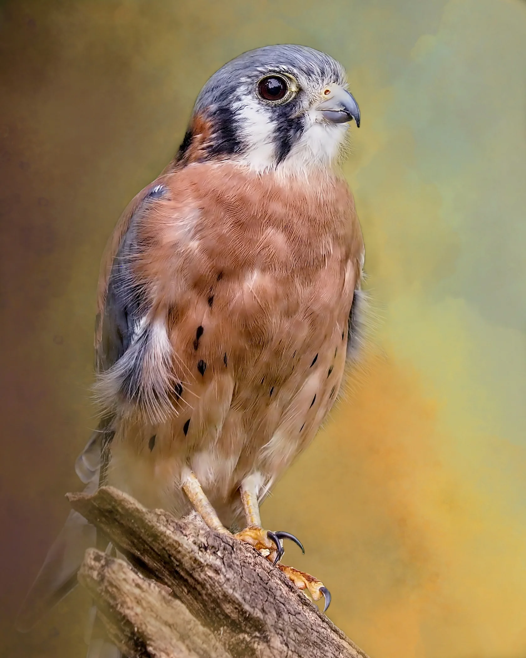 OLP~Majestic Kestral~Jessie Buchholz.jpg