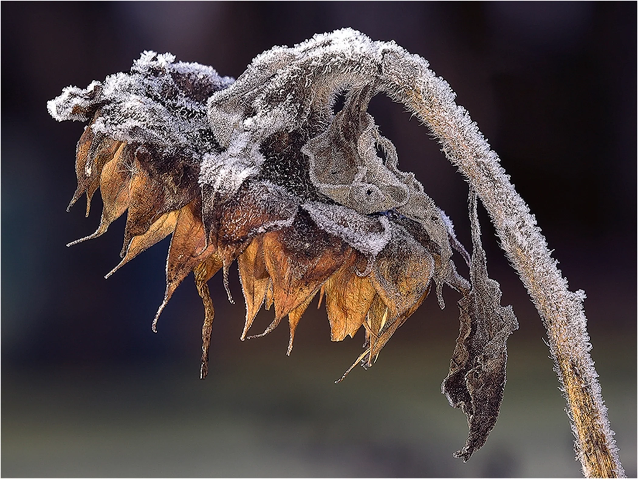 1st Place~Frosty Senescent Sunflower~Kurt Huebner