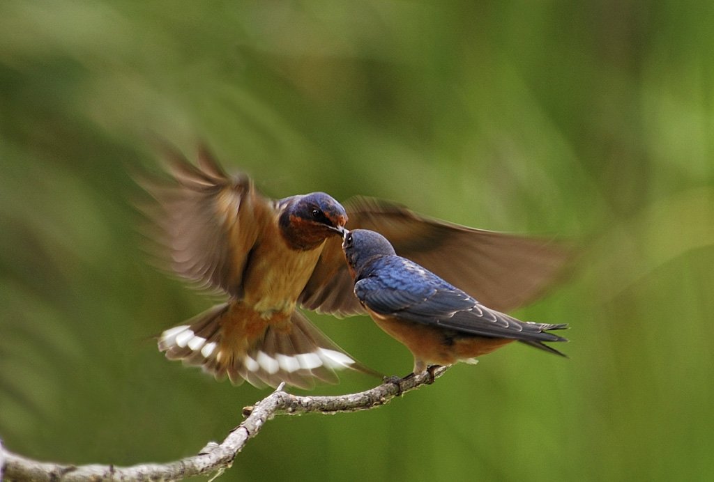 Feeding Time-Tree Swallow, Rick Mayo