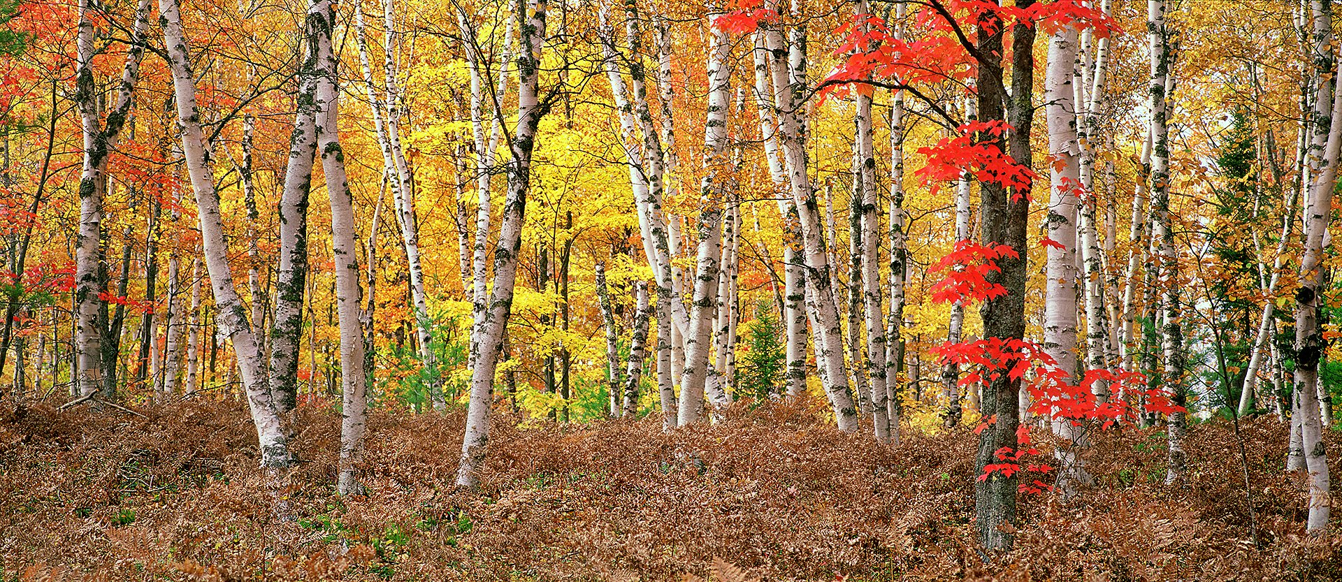 Landscape_Autumn_26x60csNz.jpg