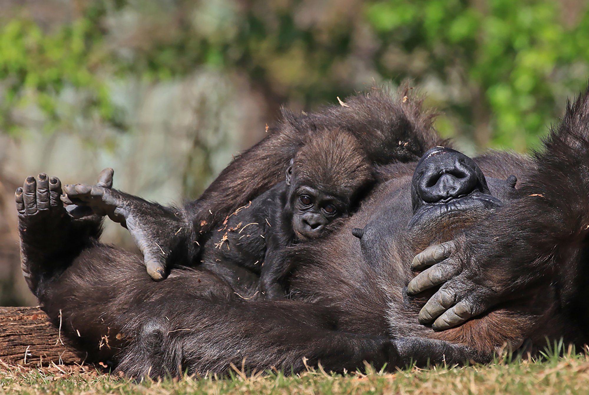 2 Resting on Moms Belly - Gerald H Emmerich Jr.jpg