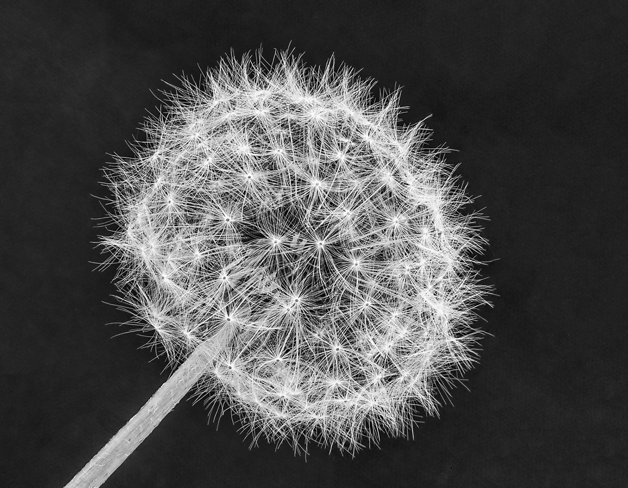 3 Dandelion Portrait - Steve Heraly.jpg