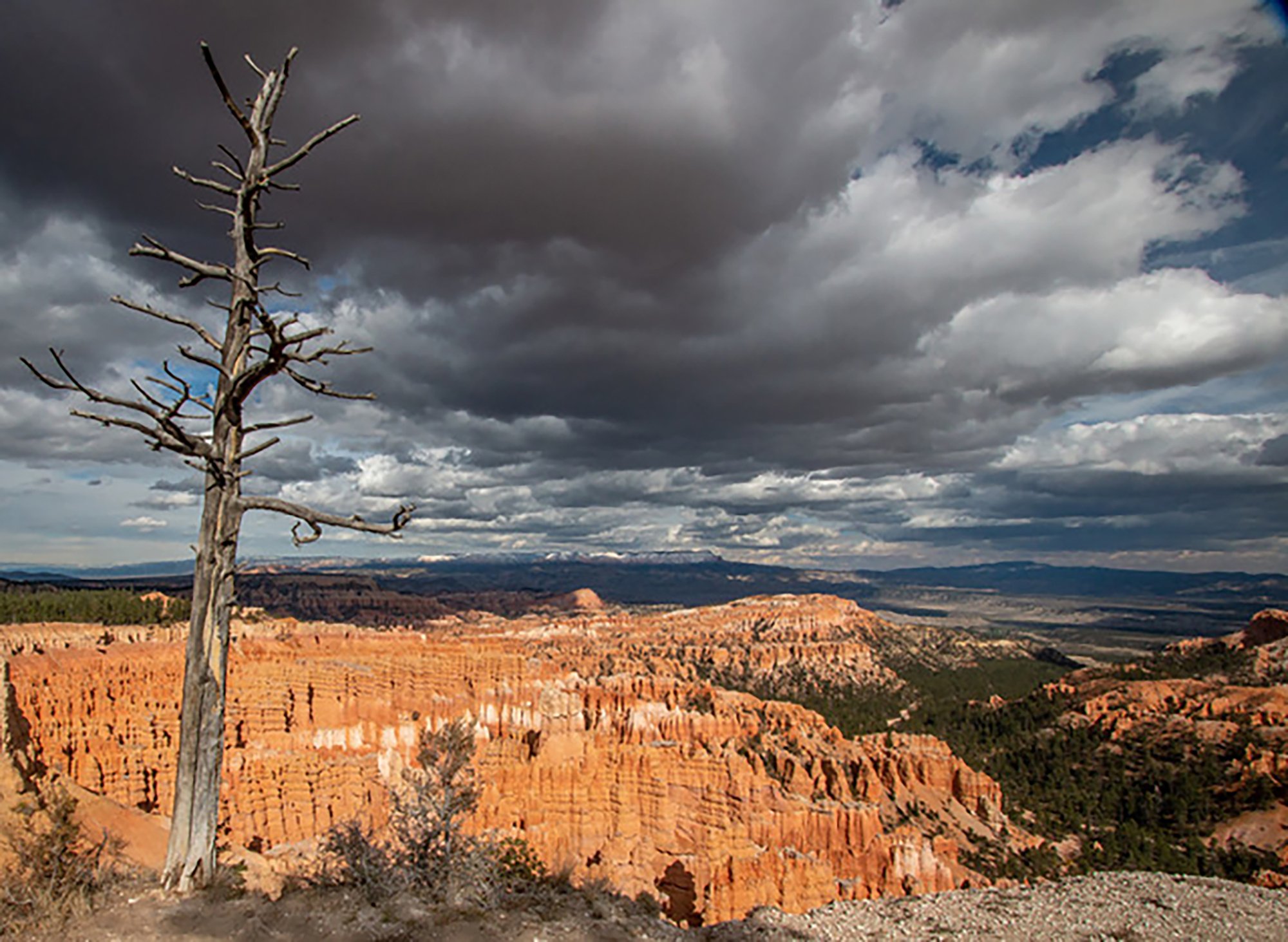 4 Bryce Gnarly Tree - Jeff Chahley.jpg