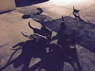Multiple Cat Colony.jpg