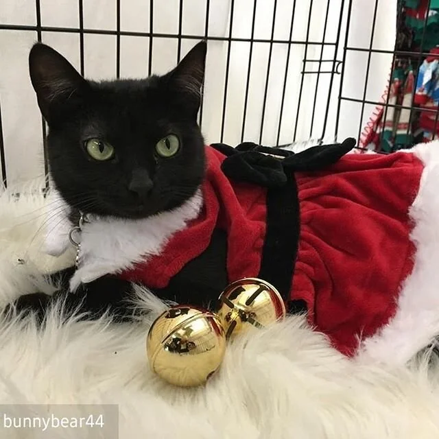 She doesn&rsquo;t want a lot for Christmas, there is just one thing she needs!! Make her wish come true this Christmas!!! All she wants is you!!! Sabine, lots of purrsonality 😉 she&rsquo;s funny, playful, charming, sassy, classy, and loving 🥰 - #re