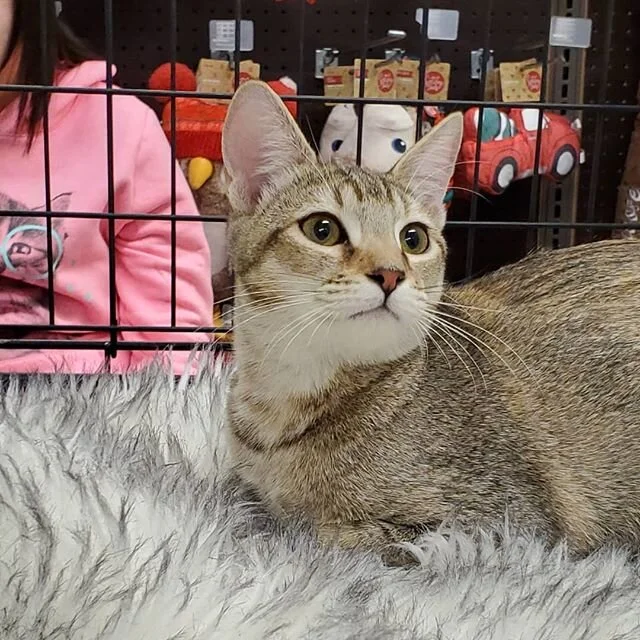 Meet Abby! She is a beautiful #abyssinian mix from the streets of #pomona! Her entire colony was fixed and a wonderful Trapper stepped up to foster her along with her siblings! Her beautiful coat is flecked and in true abyssinian style she had a dark