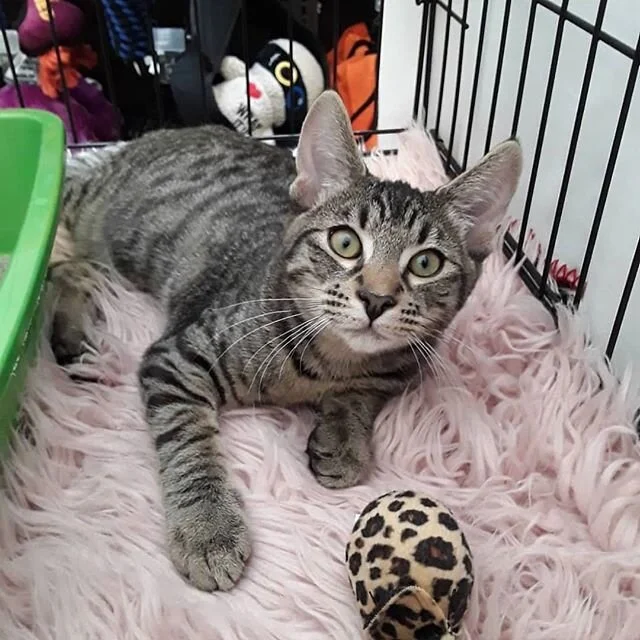 Reposted from @safaricat61 (@get_regrann) -  This is possum he  is 4 1/2 months old he  was trapped by  volunteers of The TNR Project he was found on a freeway embankment living with 2 baby opossum when they came out to eat he tagged along . He is a 